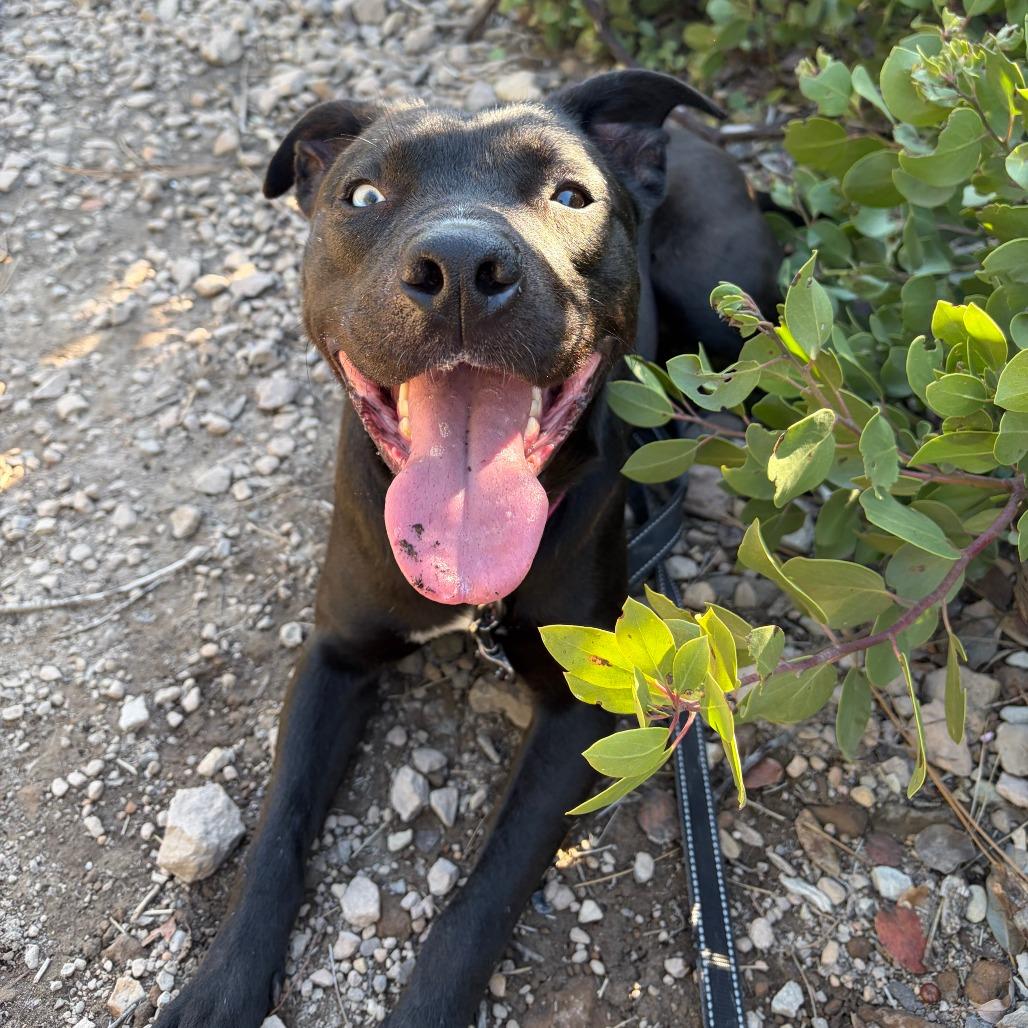 Mora, Adoptable, Adult Female Pit Bull Terrier & Mixed Breed.