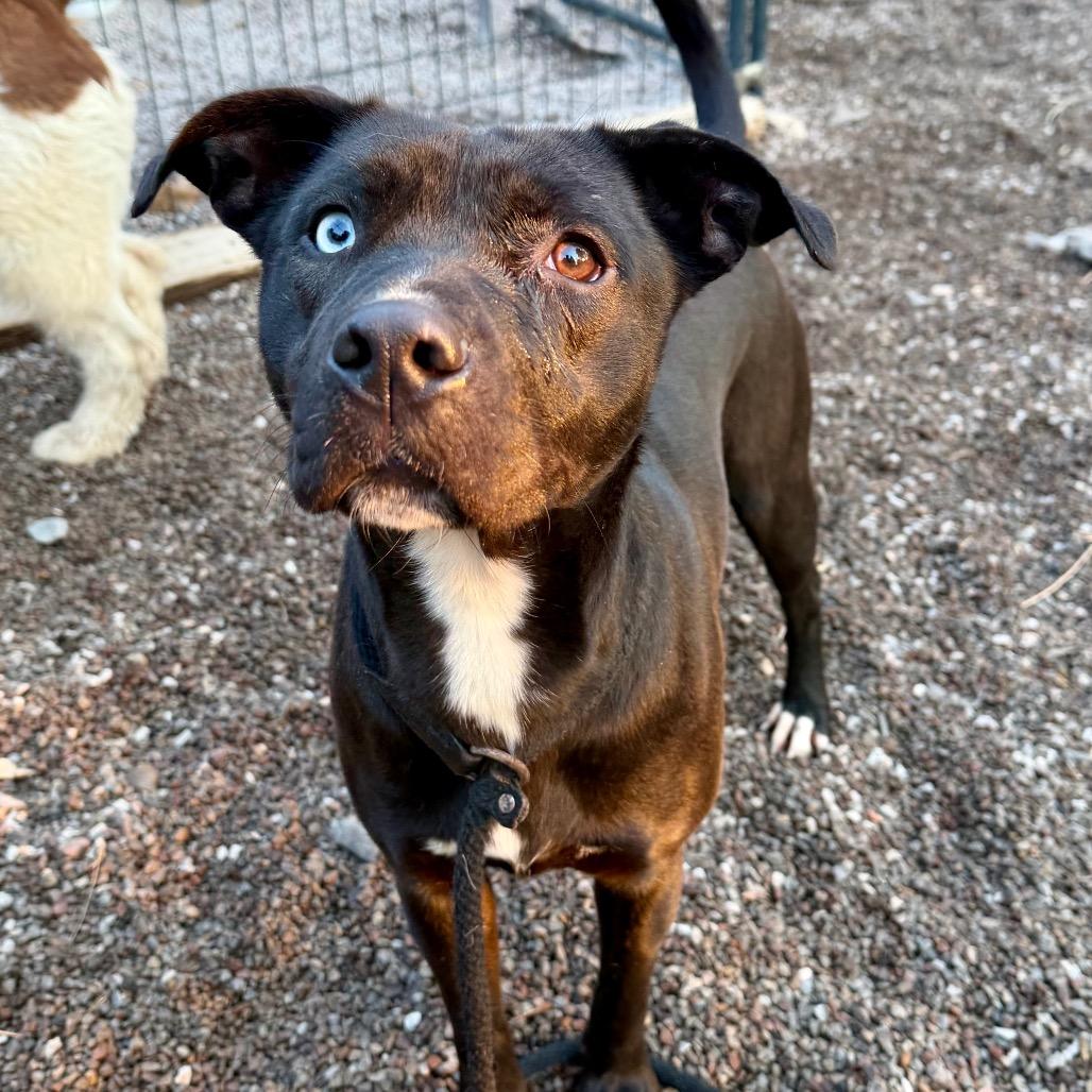 Enlarge Mora, a Adoptable mixed breed in Mount Shasta, CA image 1/6