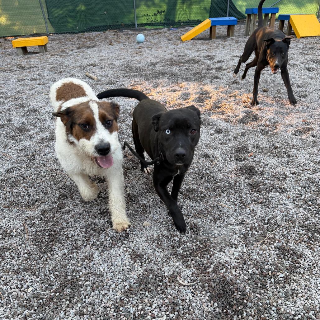 Enlarge Mora, a Adoptable mixed breed in Mount Shasta, CA image 3/6