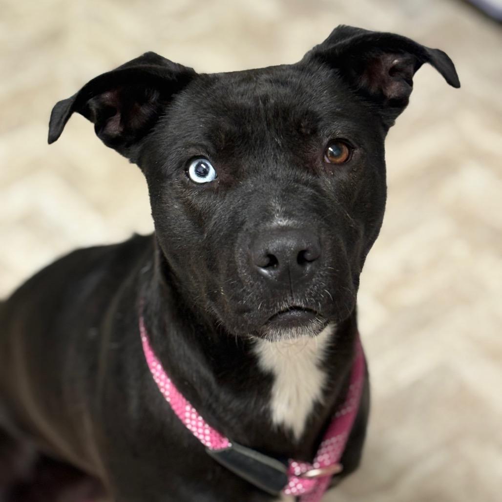 Enlarge Mora, a Adoptable mixed breed in Mount Shasta, CA image 4/6