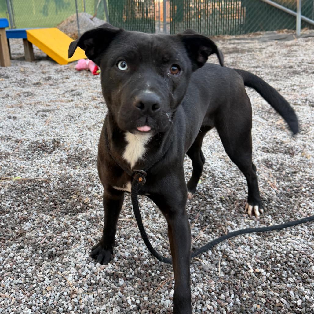 Enlarge Mora, a Adoptable mixed breed in Mount Shasta, CA image 6/6