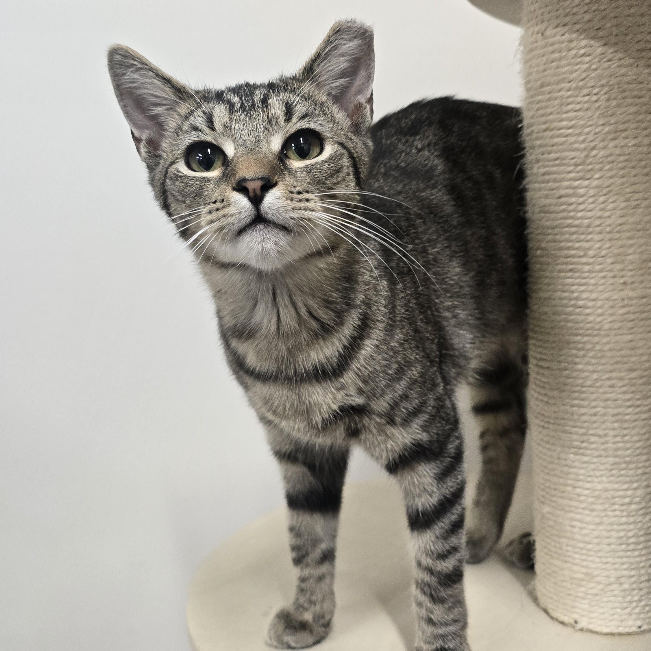 Stanley, Adoptable, Young Male Domestic Short Hair.