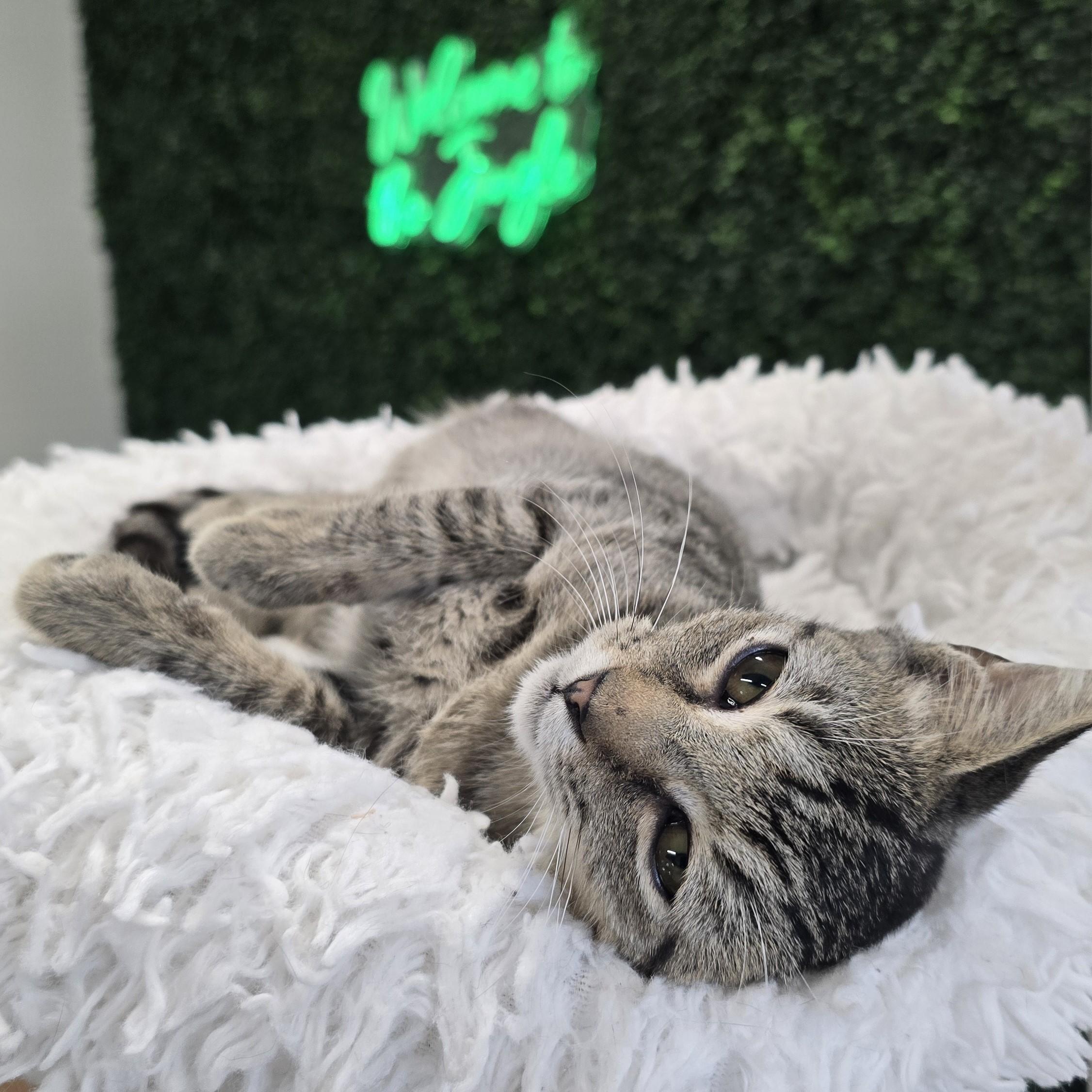 Enlarge Stanley, a Adoptable Domestic Short Hair in Nashville, TN image 2/6