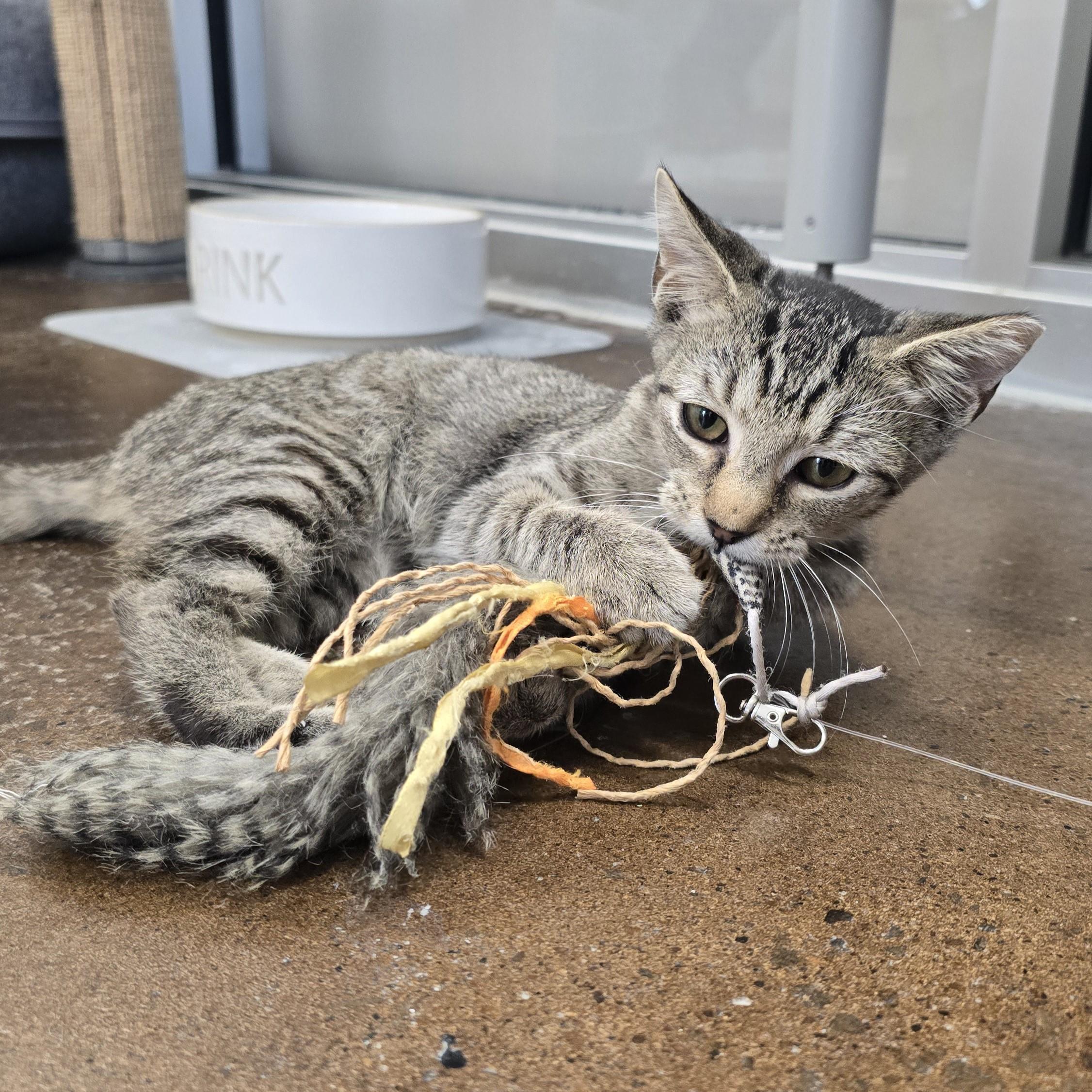 Enlarge Stanley, a Adoptable Domestic Short Hair in Nashville, TN image 6/6