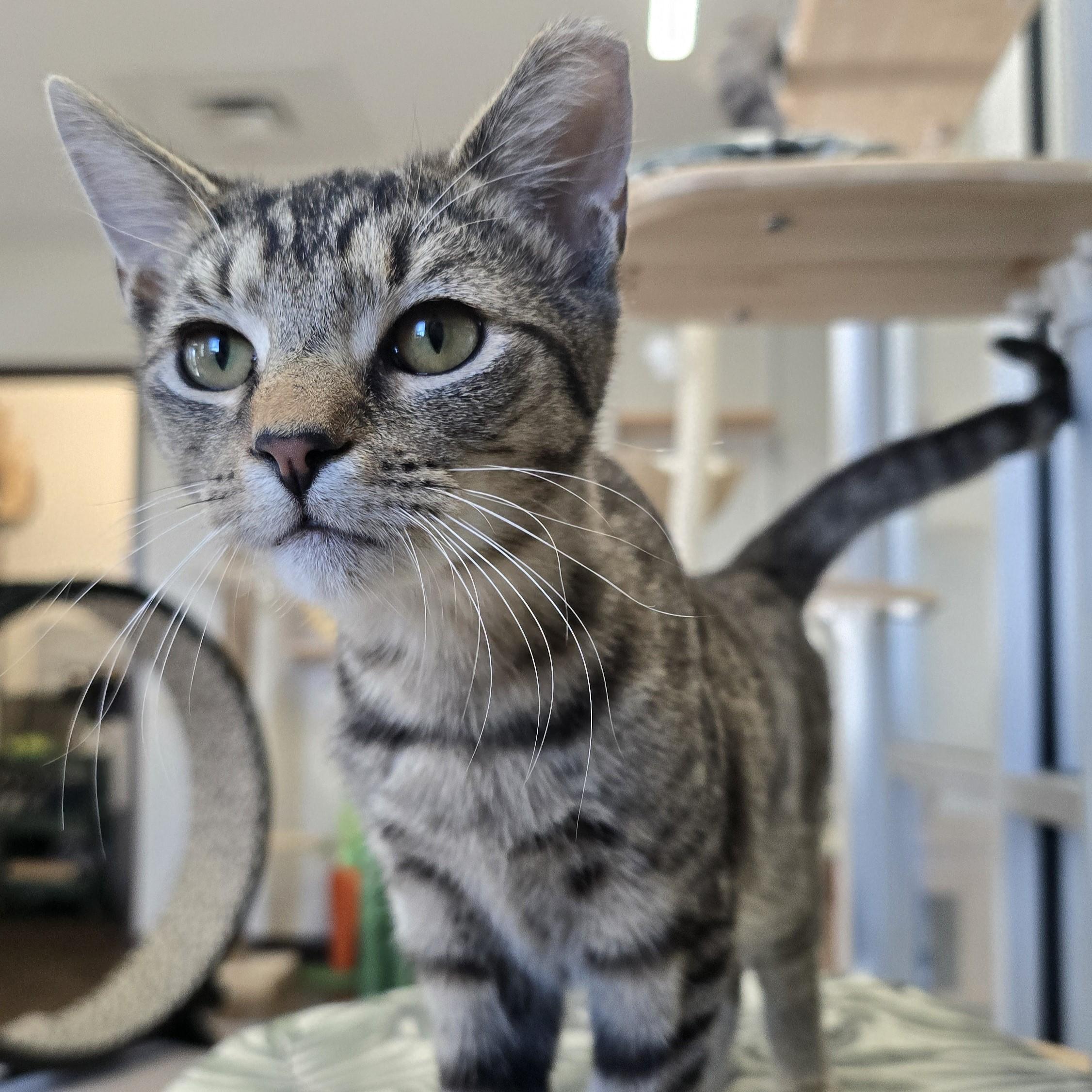 Enlarge Stanley, a Adoptable Domestic Short Hair in Nashville, TN image 4/6