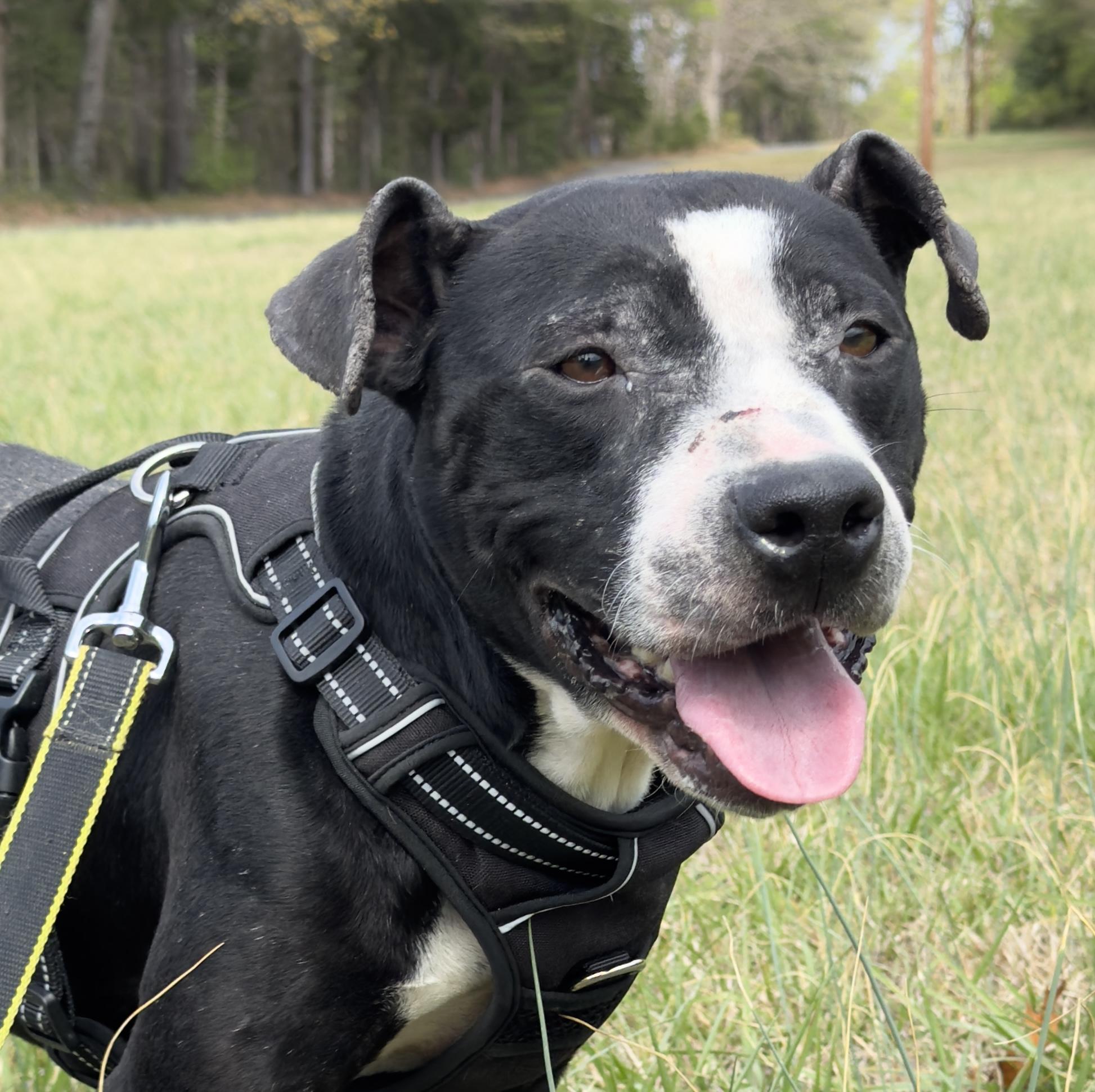 Myrna, ADOPTABLE, Adult Male American Staffordshire Terrier.