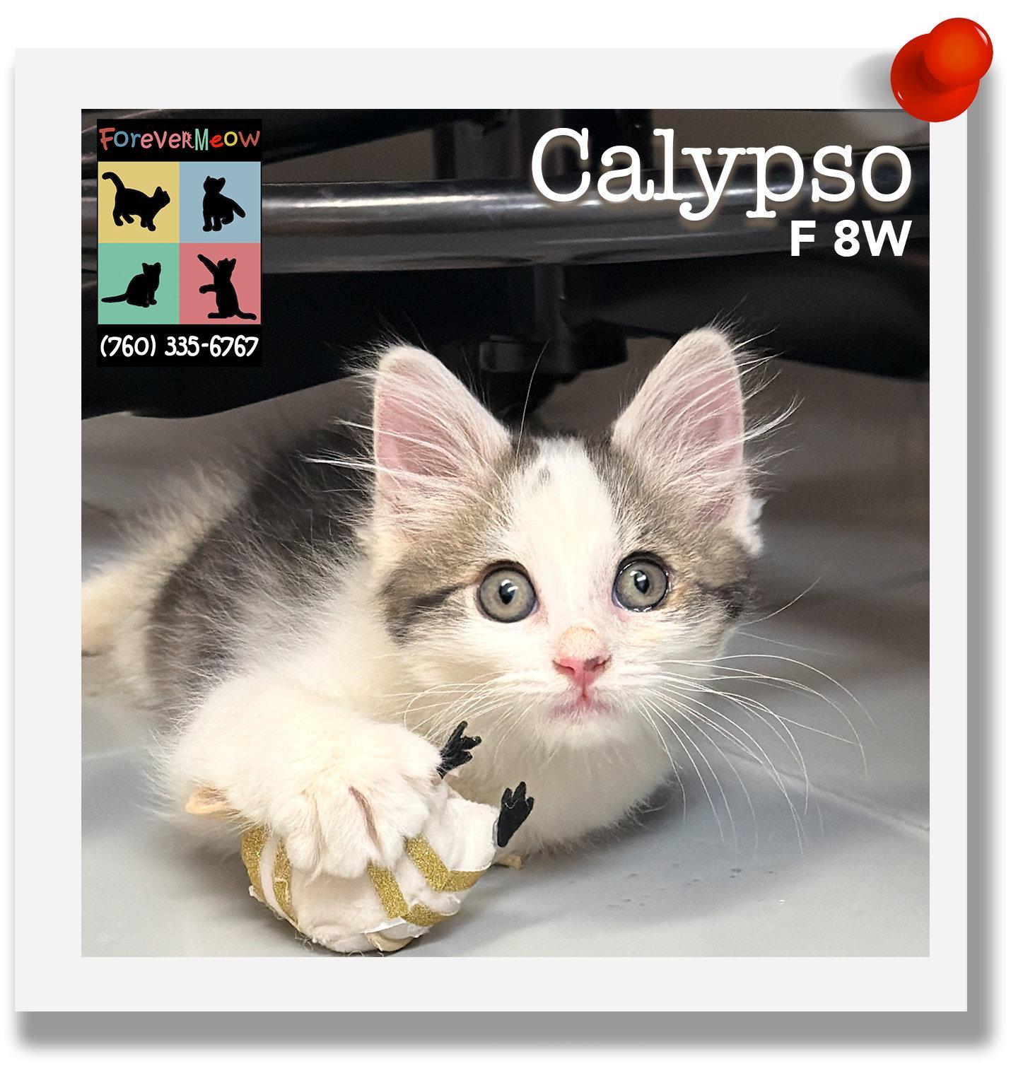 Enlarge Calypso, a Adoptable Domestic Long Hair in Palm Desert, CA image 1/1