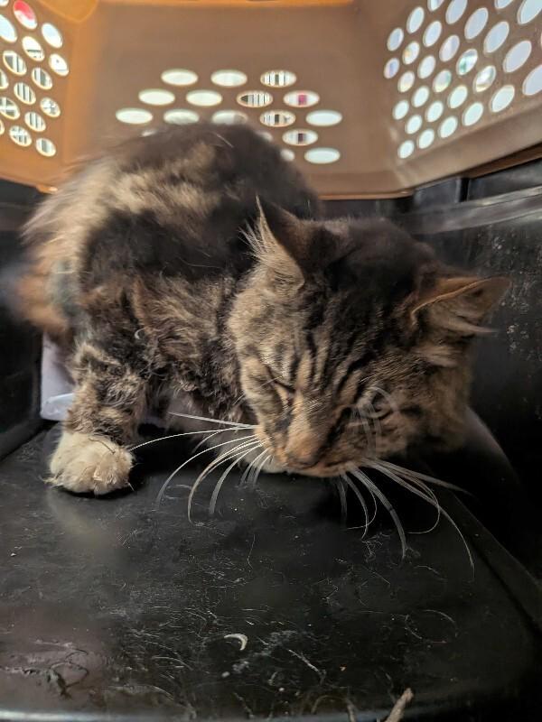 Felix, Adoptable, Adult Male Domestic Long Hair.