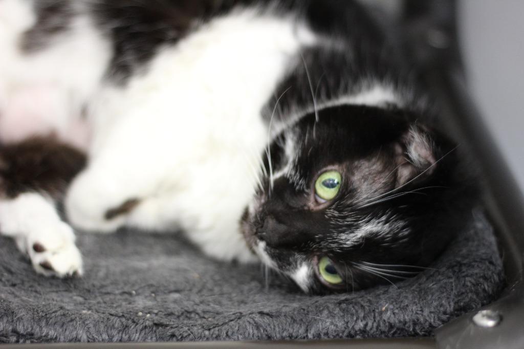 Joker (declawed), Adoptable, Senior Female Domestic Short Hair.