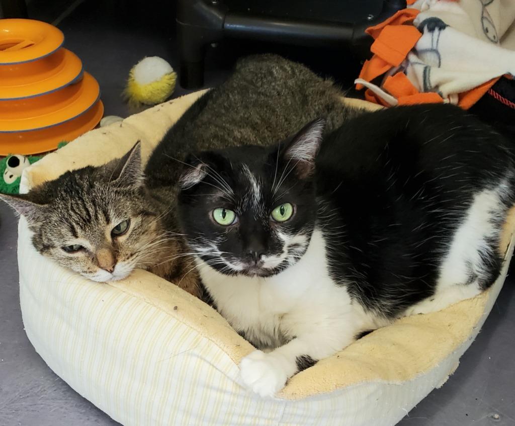 Joker&Sassy (declawed), Adoptable, Senior Female Domestic Short Hair.