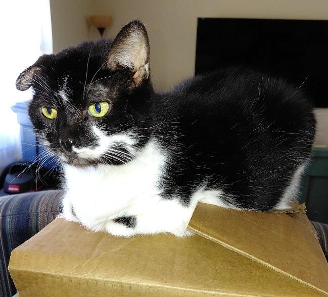 Enlarge Joker (declawed), a Adoptable mixed breed in Rockford, IL image 3/3