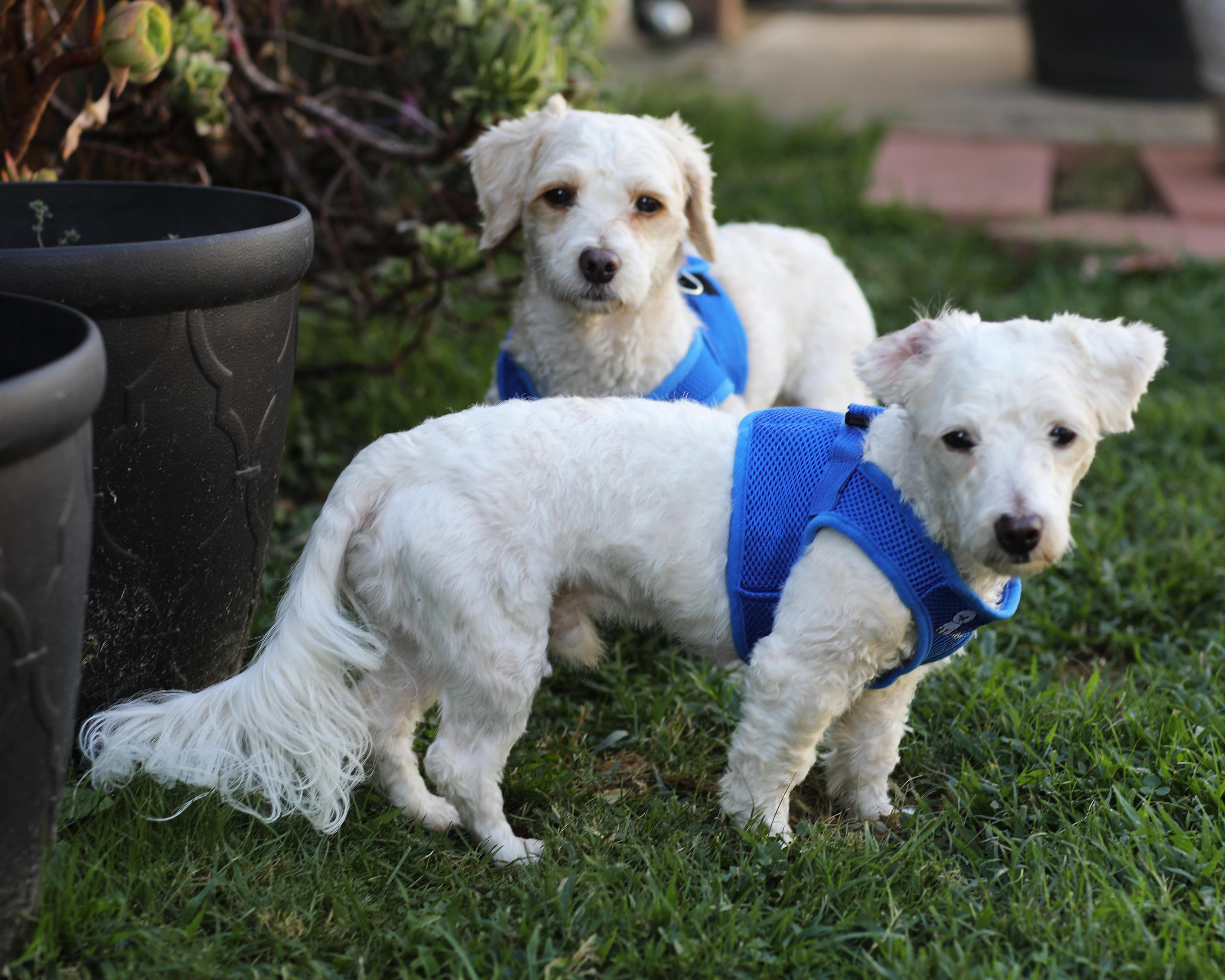 Enlarge Willie and Winnie, an adopted Coton de Tulear in Carlsbad, CA image 1/4