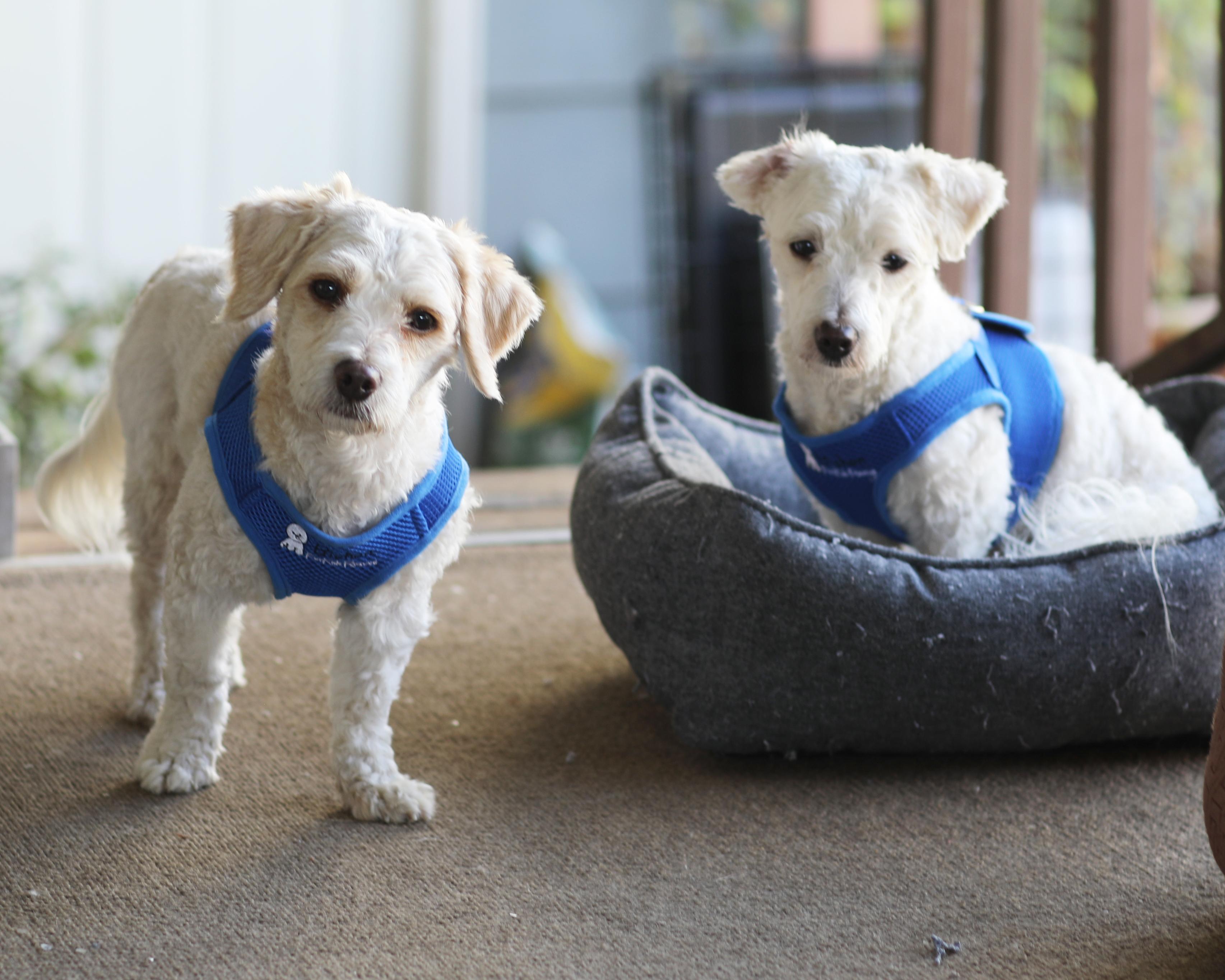 Enlarge Willie and Winnie, an adopted Coton de Tulear in Carlsbad, CA image 2/4