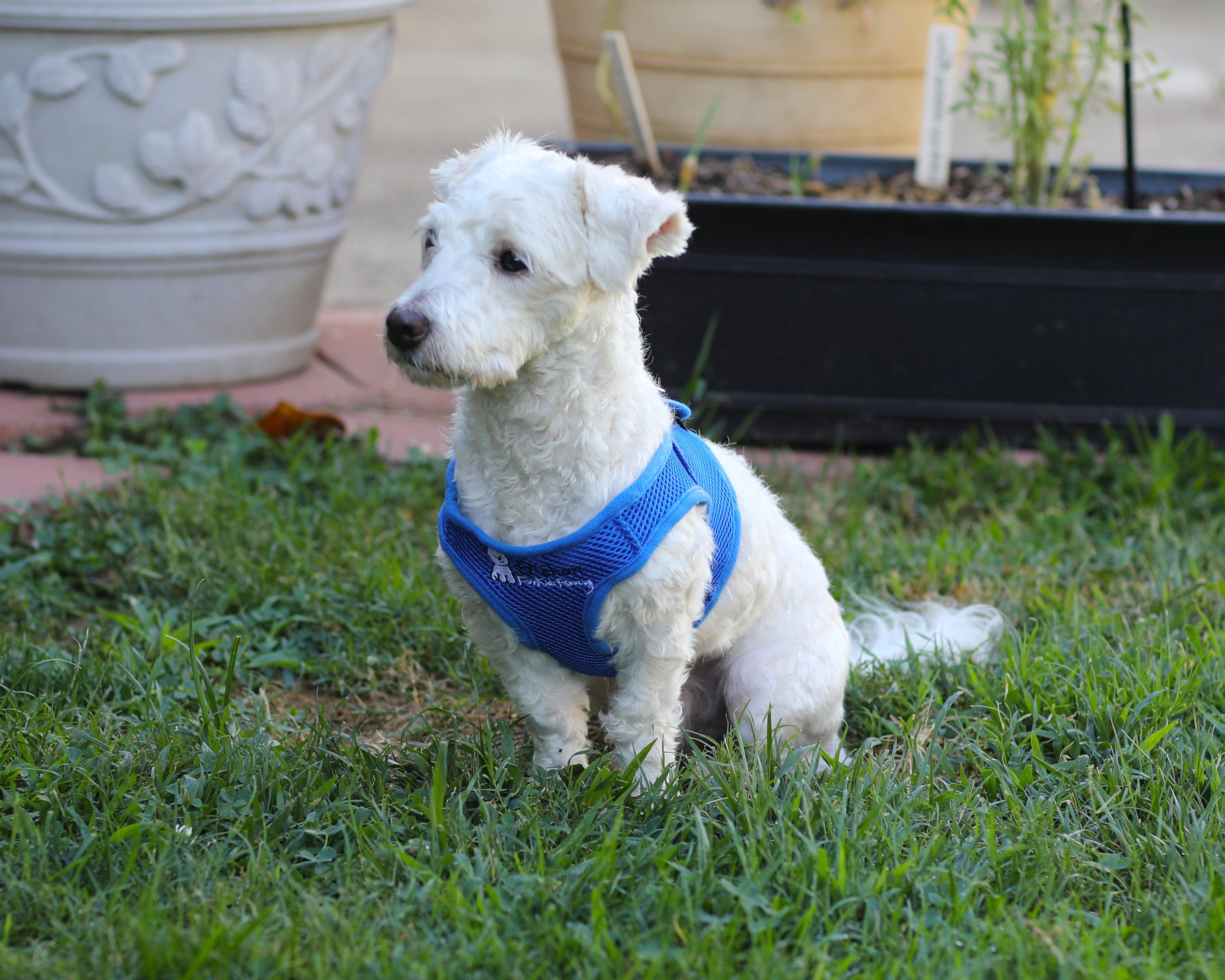 Enlarge Willie and Winnie, an adopted Coton de Tulear in Carlsbad, CA image 3/4
