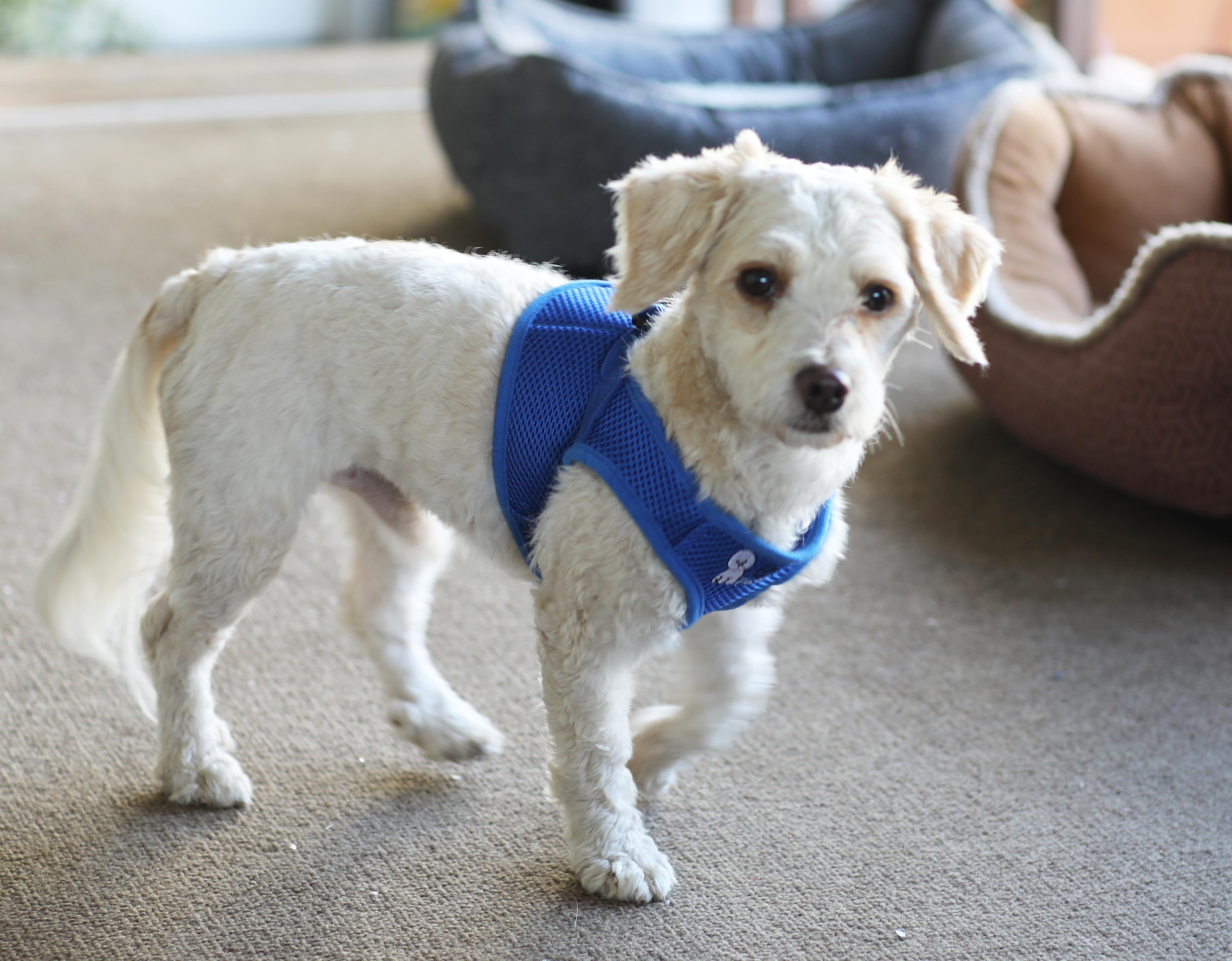 Enlarge Willie and Winnie, an adopted Coton de Tulear in Carlsbad, CA image 4/4