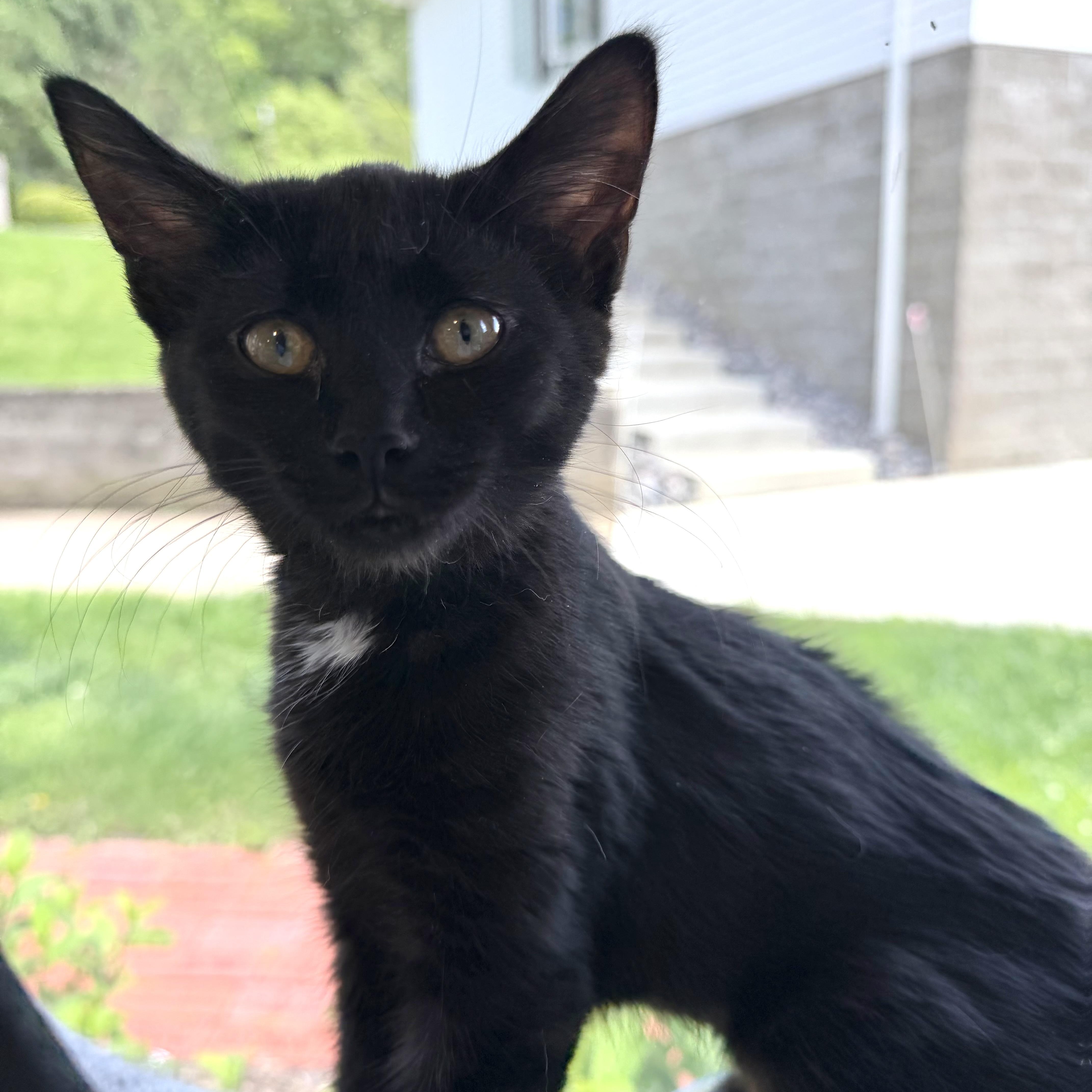 Panda, adopted, Kitten Female Domestic Short Hair.