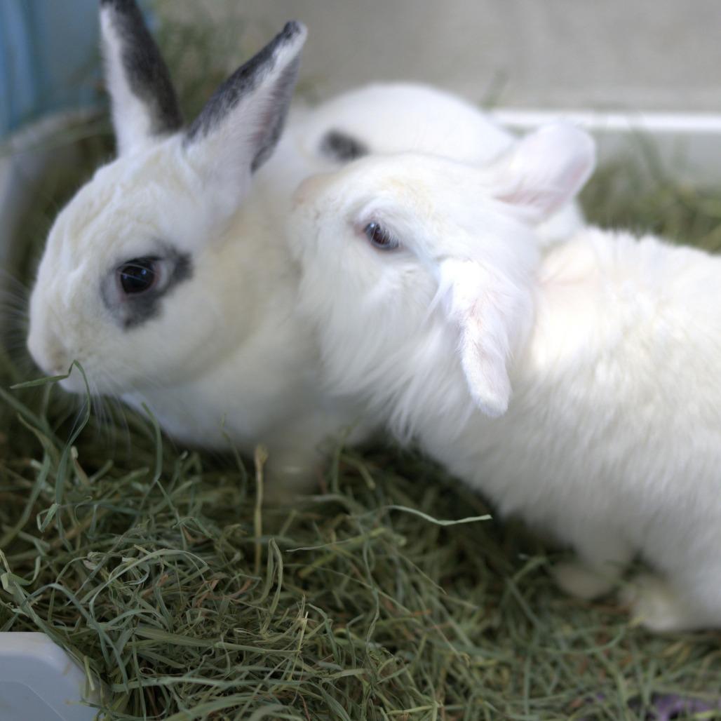 Mouse (bonded to Pricilla), Adoptable, Adult Male Lionhead.
