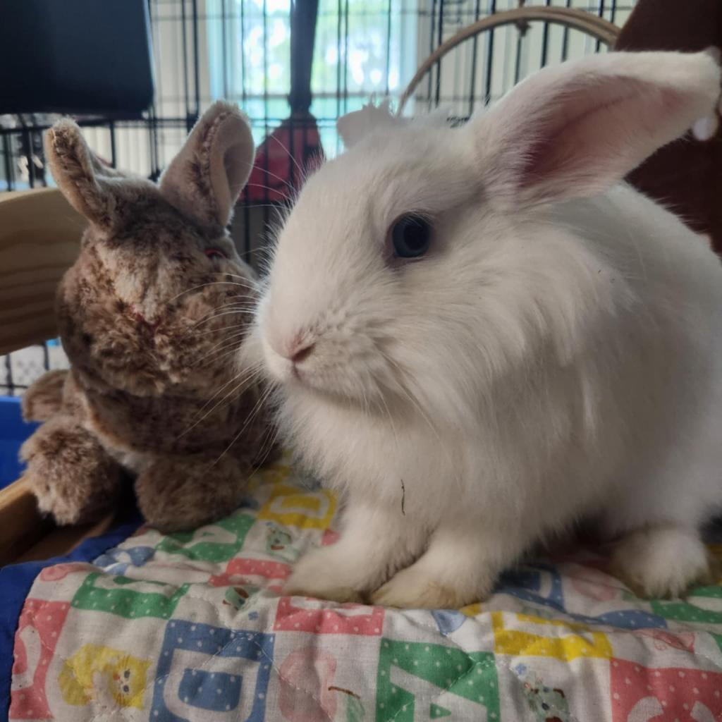 Mouse, Adoptable, Adult Male Lionhead.