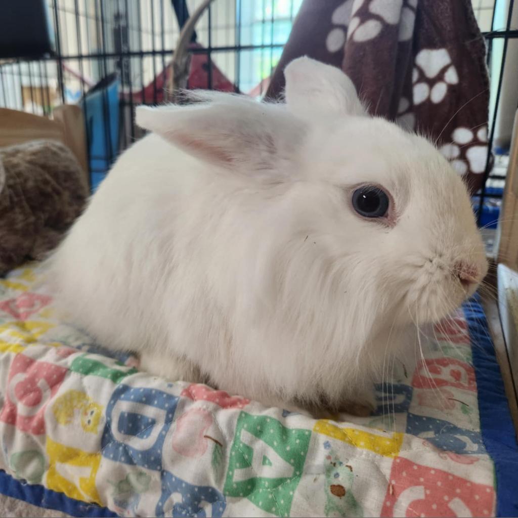 Mouse, a Adoptable Lionhead in Hilliard , FL image 2/6