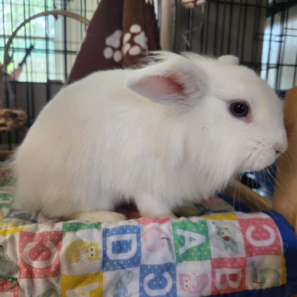 Mouse, a Adoptable Lionhead in Hilliard , FL image 3/6