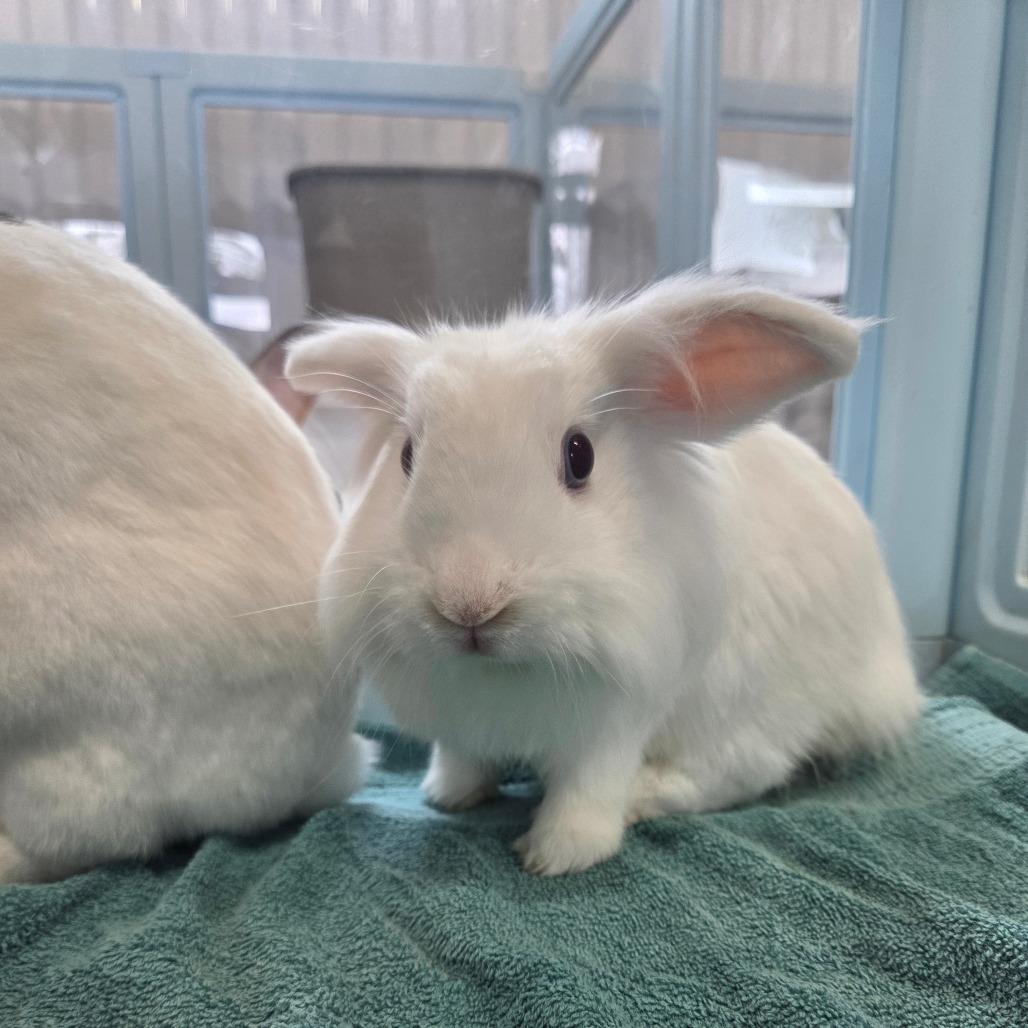 Mouse, a Adoptable Lionhead in Hilliard , FL image 4/6