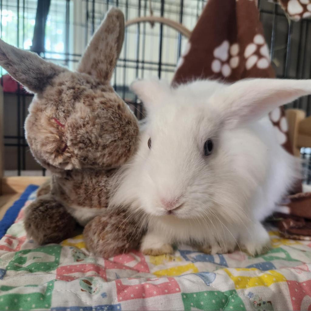 Mouse, a Adoptable Lionhead in Hilliard , FL image 5/6