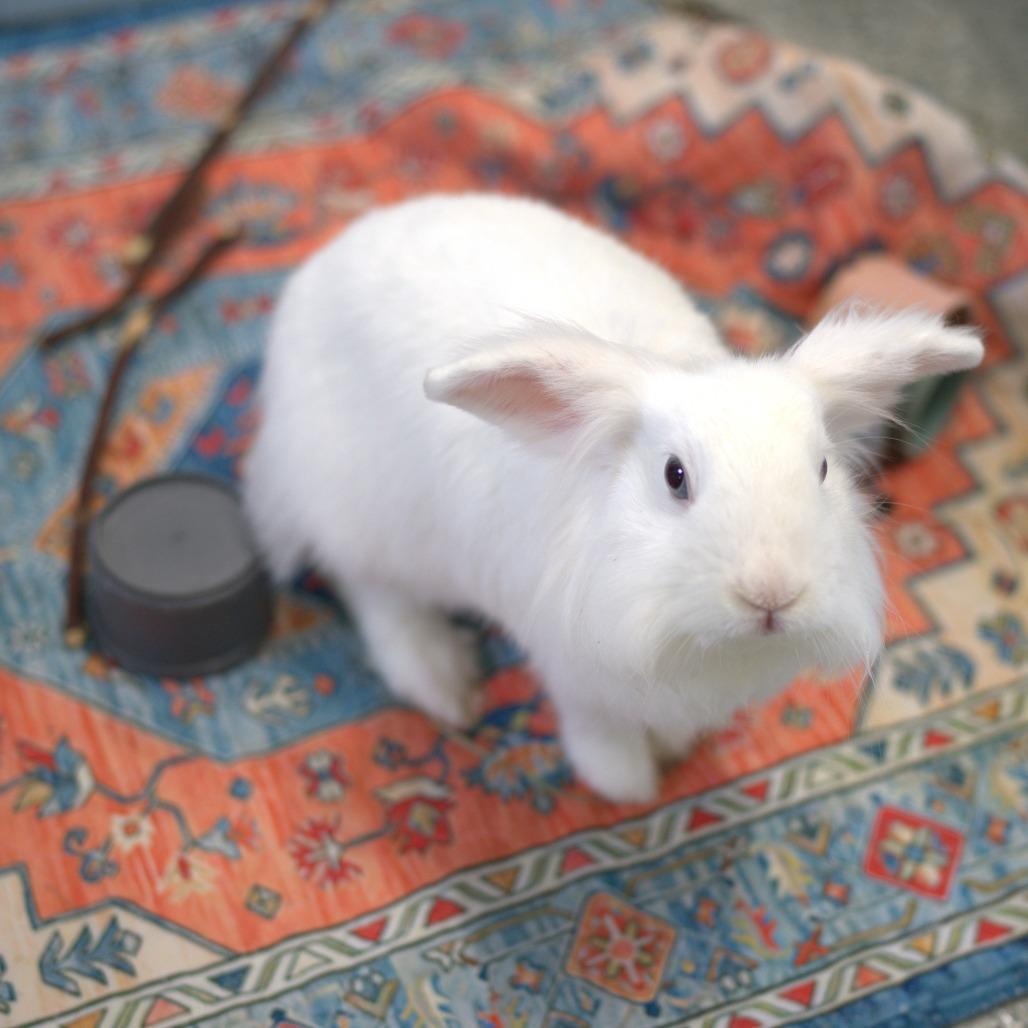 Enlarge Mouse (bonded to Pricilla), a Adoptable Lionhead in Hilliard , FL image 5/6