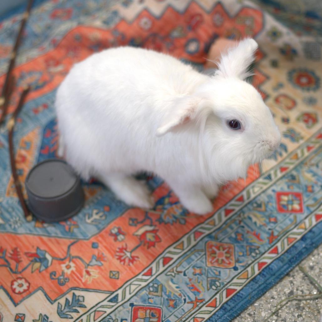 Enlarge Mouse (bonded to Pricilla), a Adoptable Lionhead in Hilliard , FL image 6/6