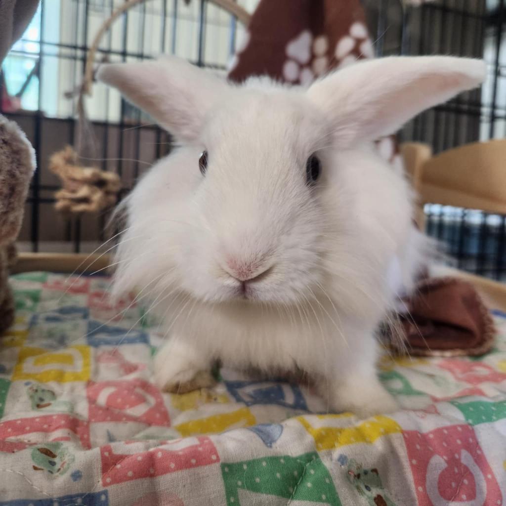 Mouse, a Adoptable Lionhead in Hilliard , FL image 6/6