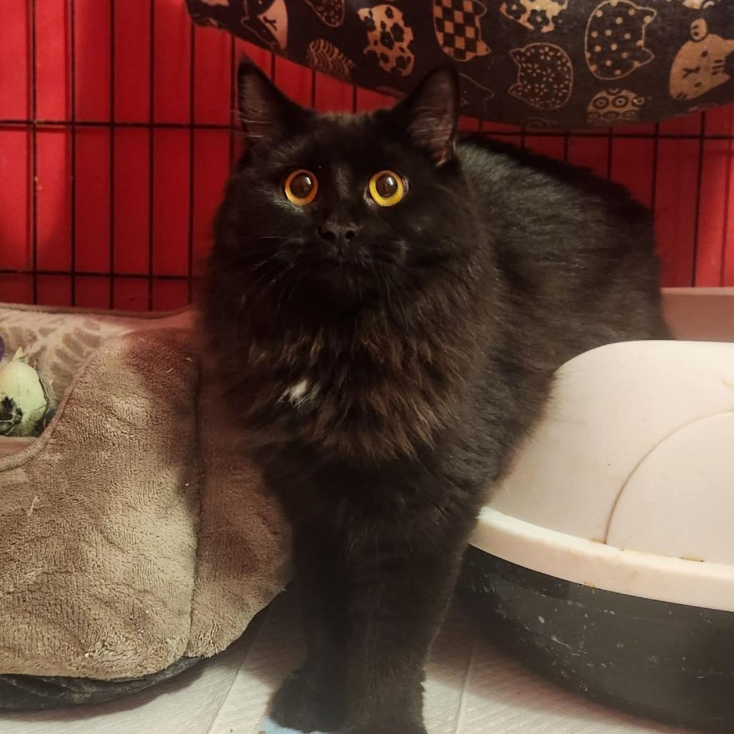 Fluffy, Adoptable, Young Female Domestic Long Hair.