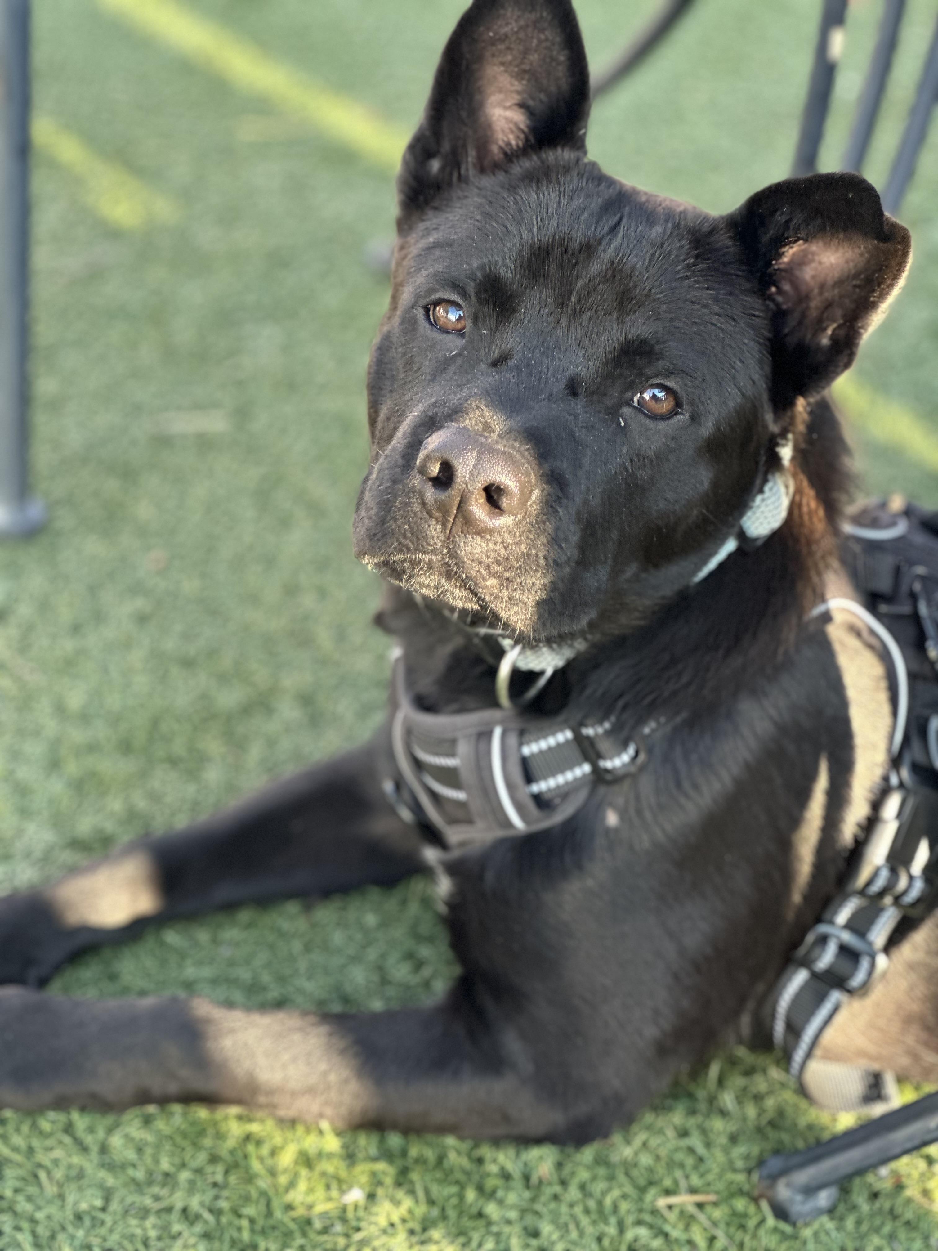 Koda, Adoptable, Young Male Chow Chow & Belgian Shepherd / Malinois.