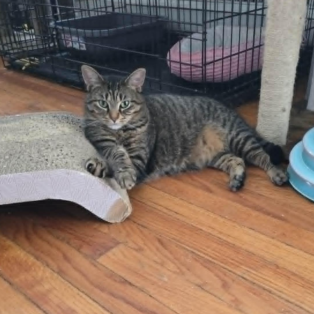Nicole, a ADOPTABLE Tabby in Huntington, NY image 3/3