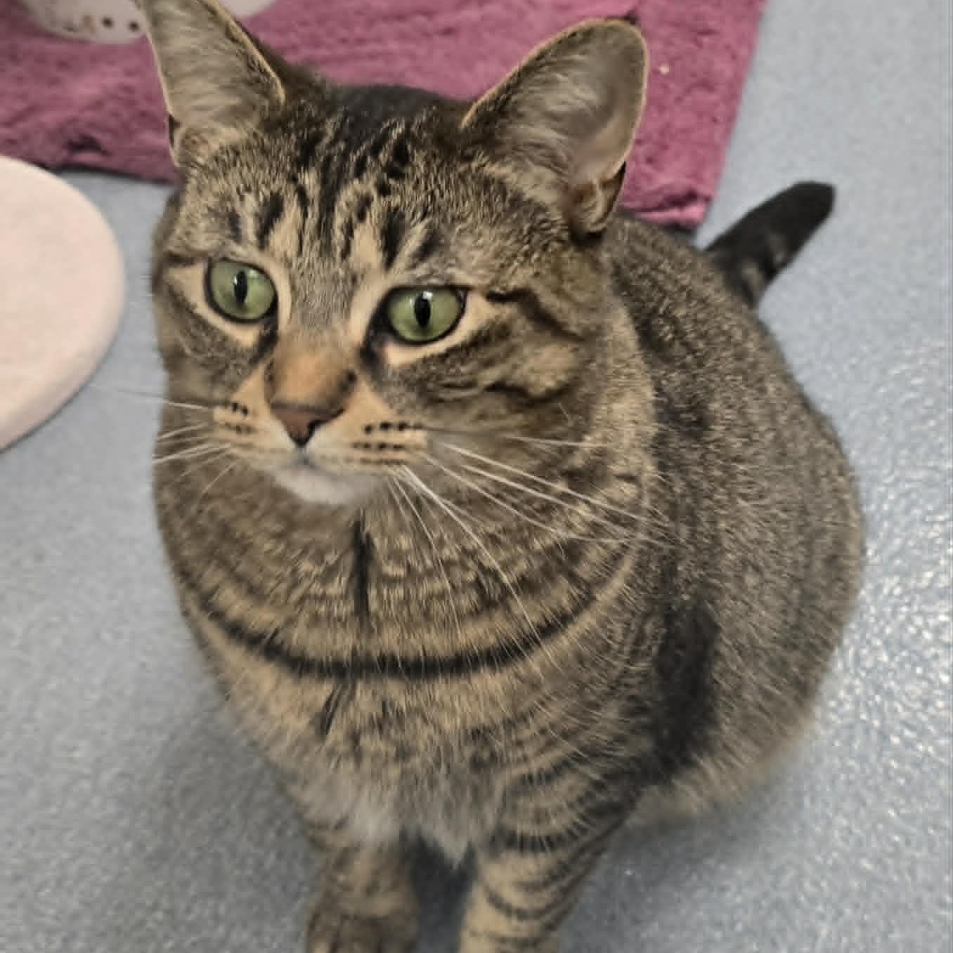 Nicole, ADOPTABLE, Young Female Tabby.