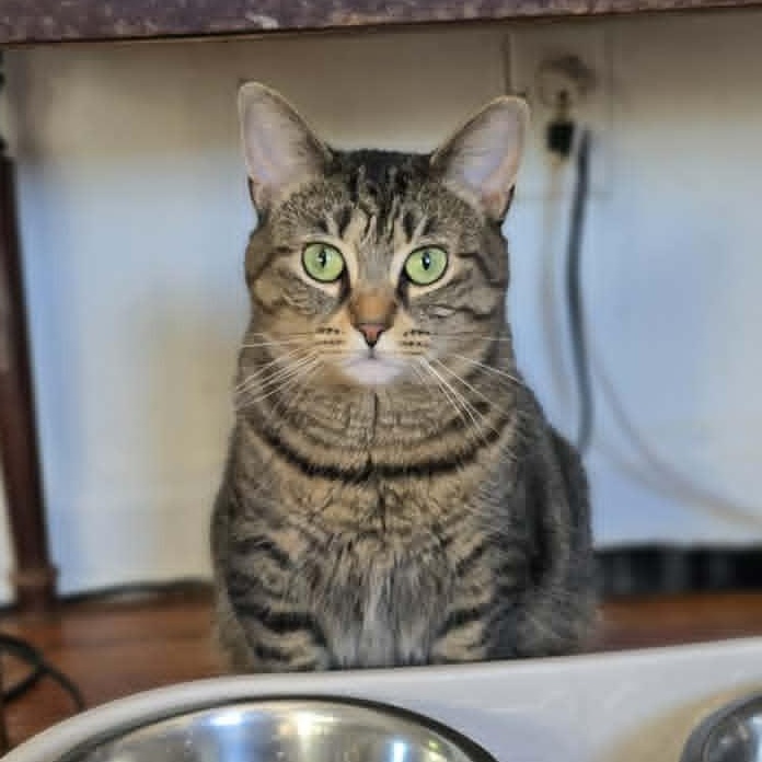 Nicole, ADOPTABLE, Young Female Tabby.