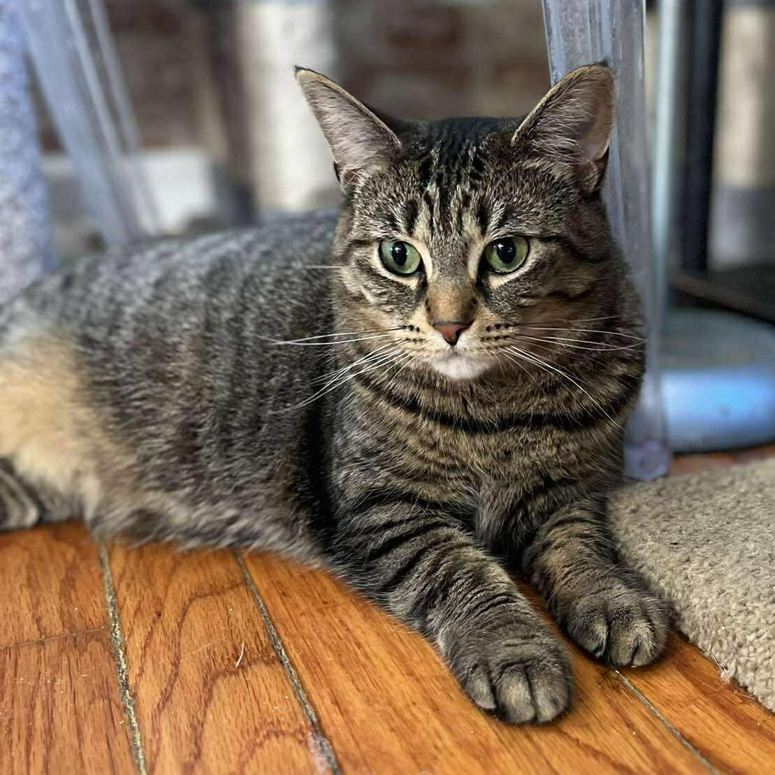 Nicole, a ADOPTABLE Tabby in Huntington, NY image 2/3