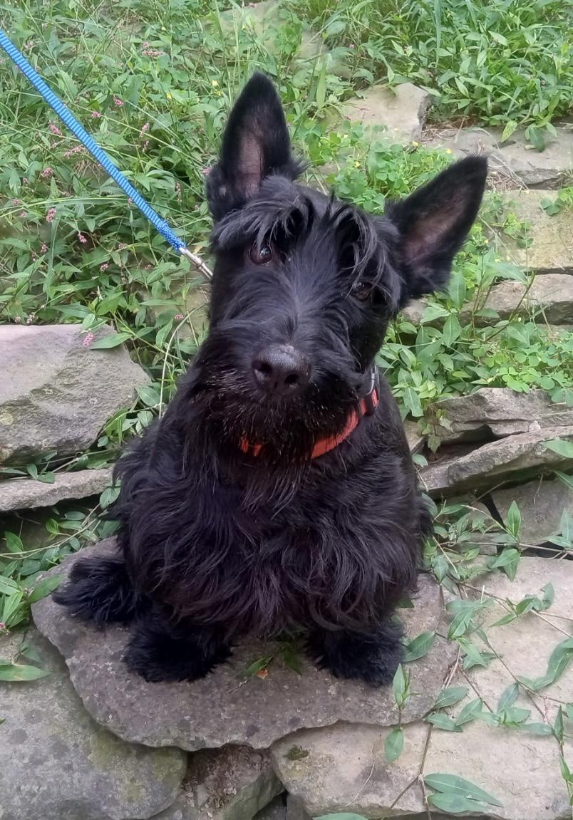 Iris, a ADOPTABLE Scottish Terrier in Rockaway, NJ image 1/2