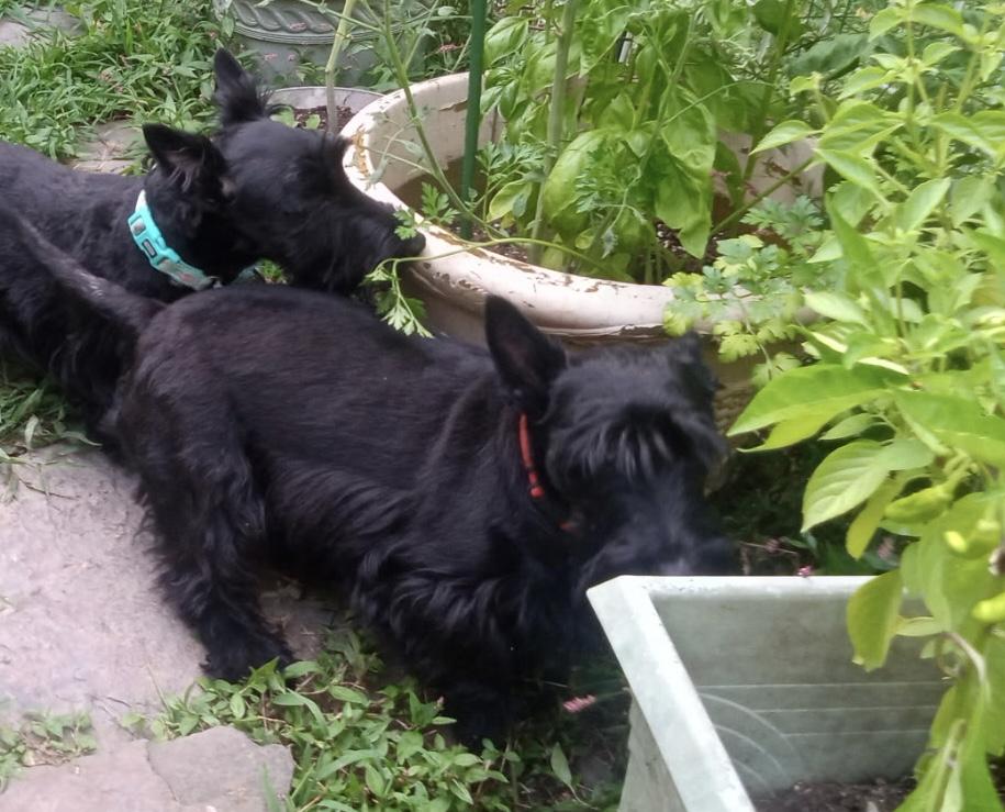 Iris, a ADOPTABLE Scottish Terrier in Rockaway, NJ image 2/2