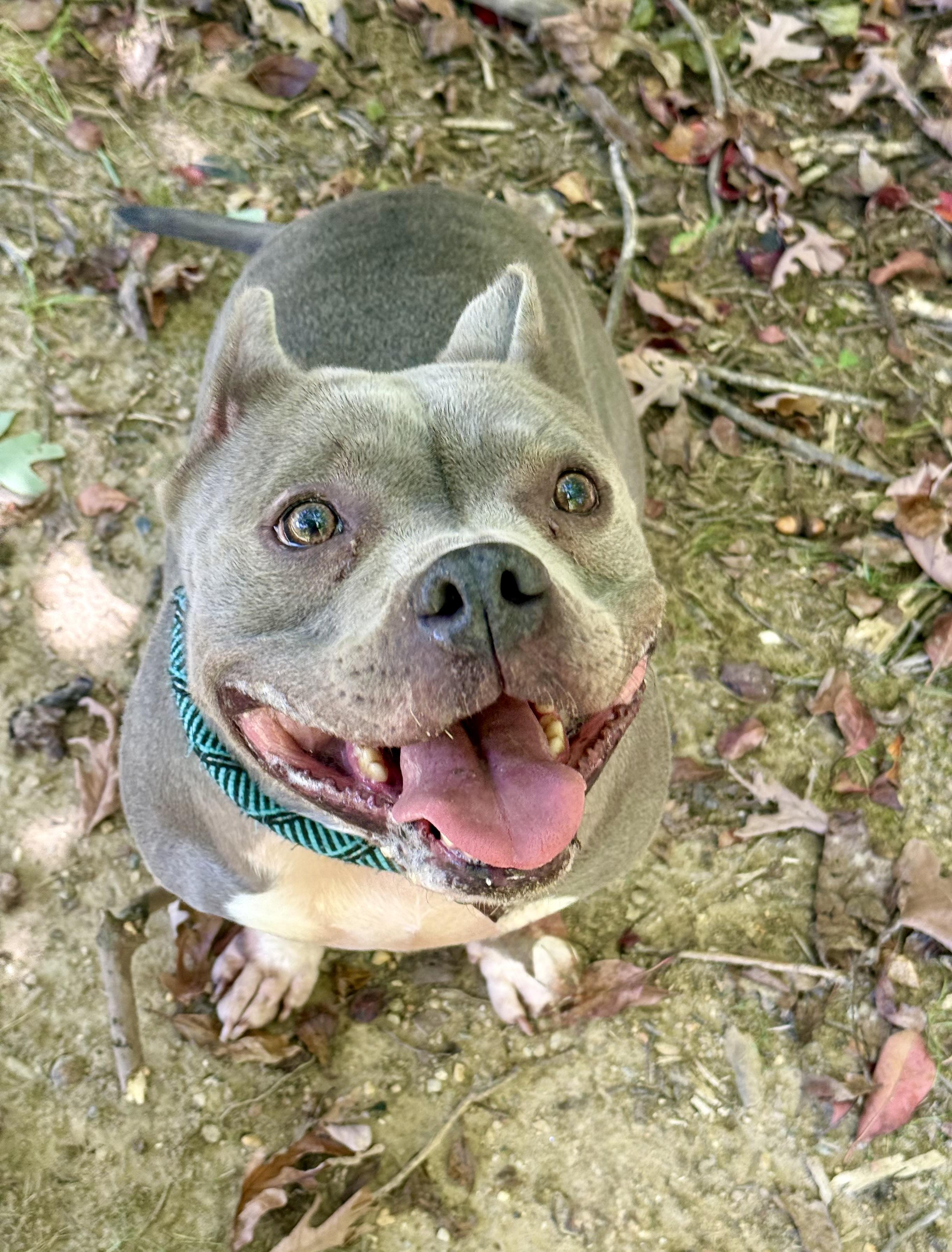 Enlarge Aurora - 54215, a Adoptable mixed breed in Columbia, MD image 2/4