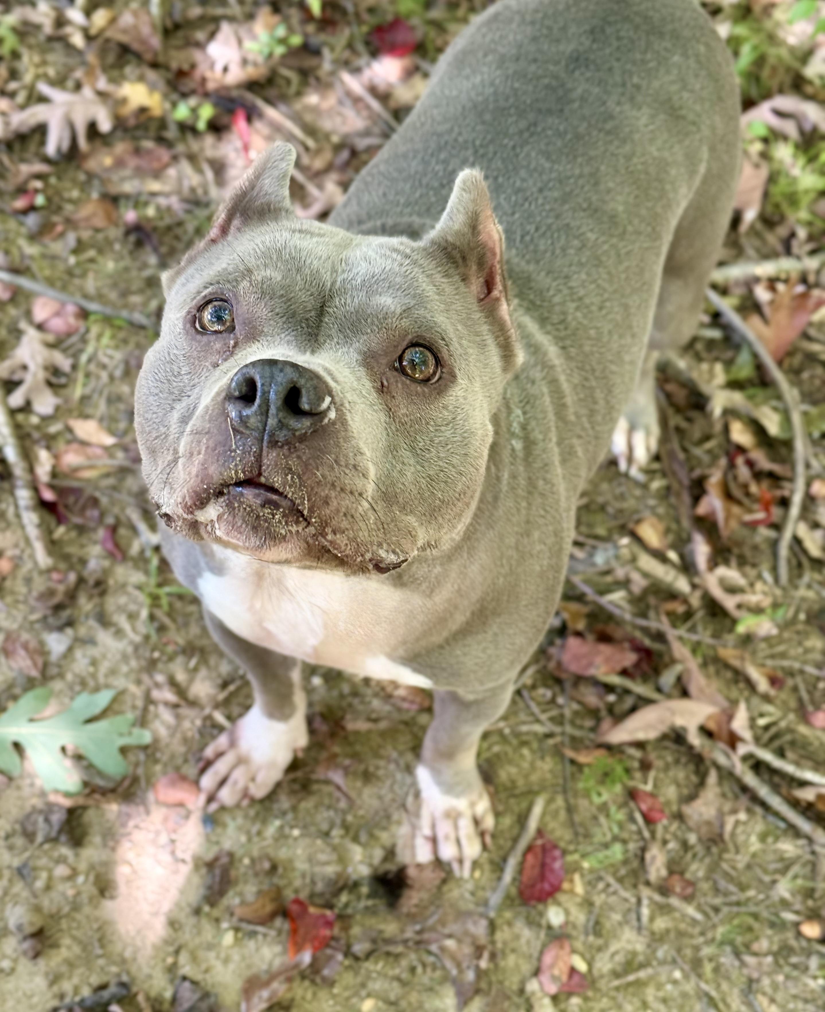 Enlarge Aurora - 54215, a Adoptable mixed breed in Columbia, MD image 4/4