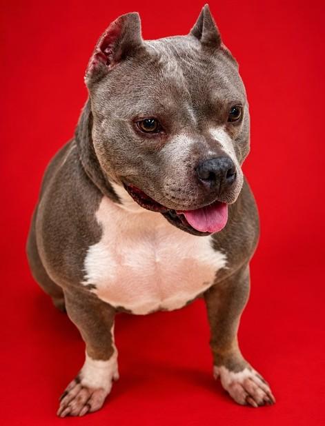 Enlarge Aurora - 54215, a Adoptable mixed breed in Columbia, MD image 3/4