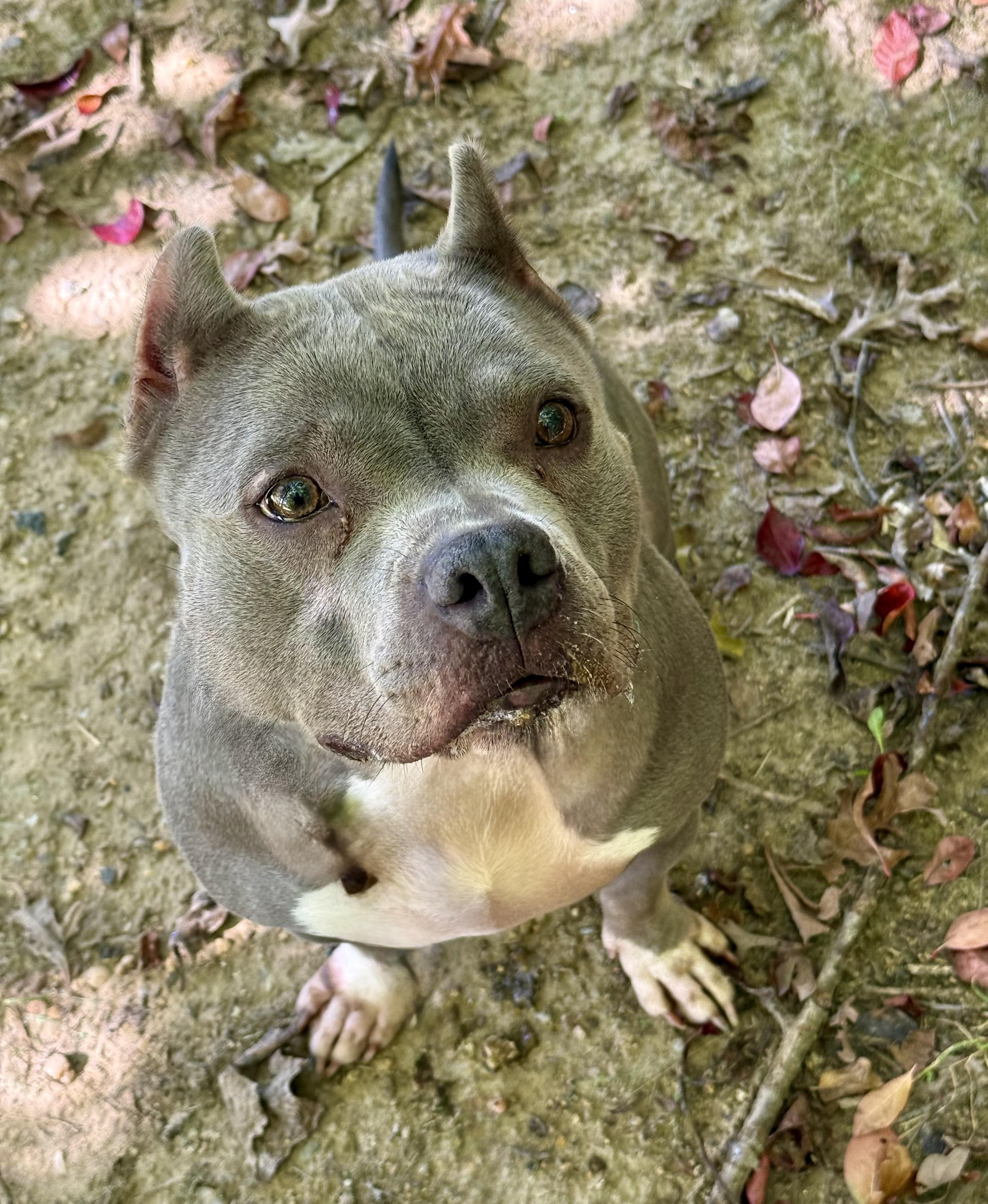 Enlarge Aurora - 54215, a Adoptable mixed breed in Columbia, MD image 1/4