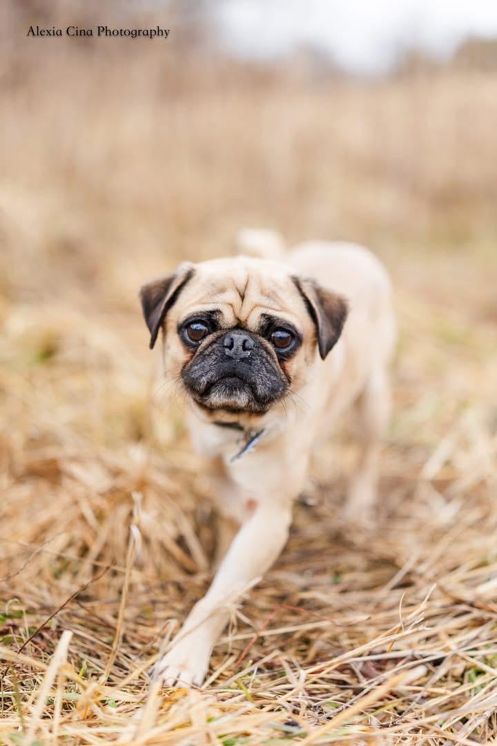 Enlarge Pugsley, a ADOPTABLE Pug in Drumbo, ON image 3/4