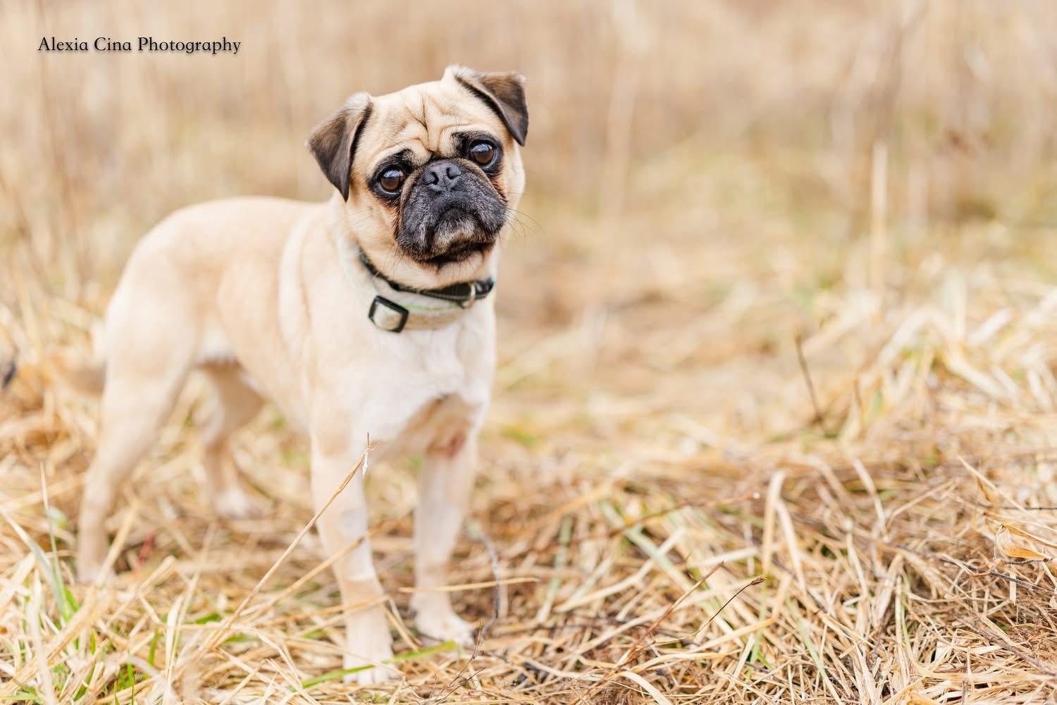 Enlarge Pugsley, a ADOPTABLE Pug in Drumbo, ON image 1/4