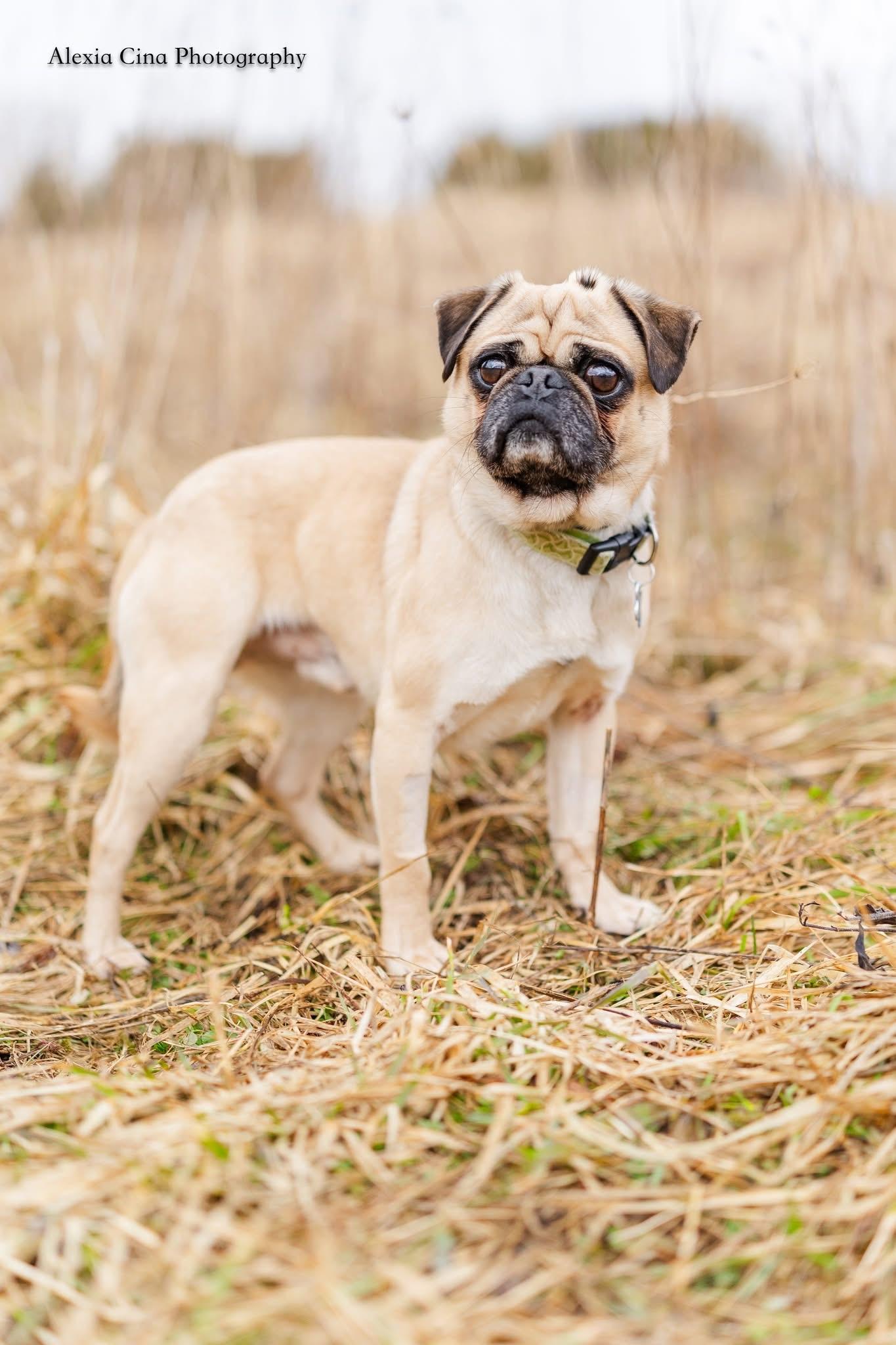 Enlarge Pugsley, a ADOPTABLE Pug in Drumbo, ON image 4/4