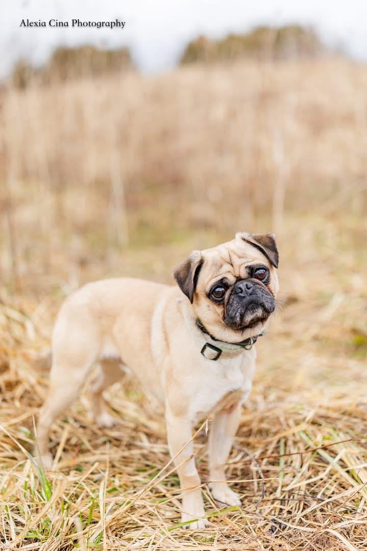 Enlarge Pugsley, a ADOPTABLE Pug in Drumbo, ON image 2/4