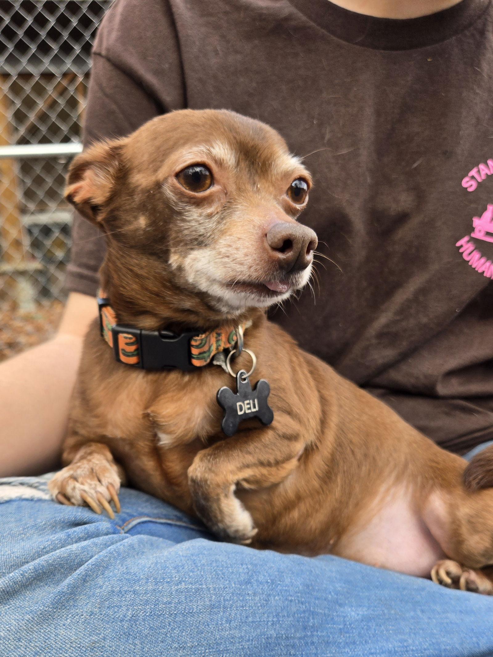 Deli, Adopted, Senior Male Chihuahua.