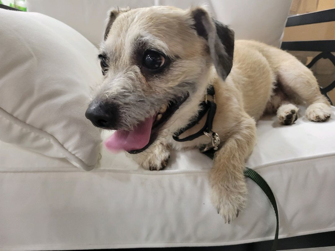Smiley, Adopted, Young Male Jack Russell Terrier.