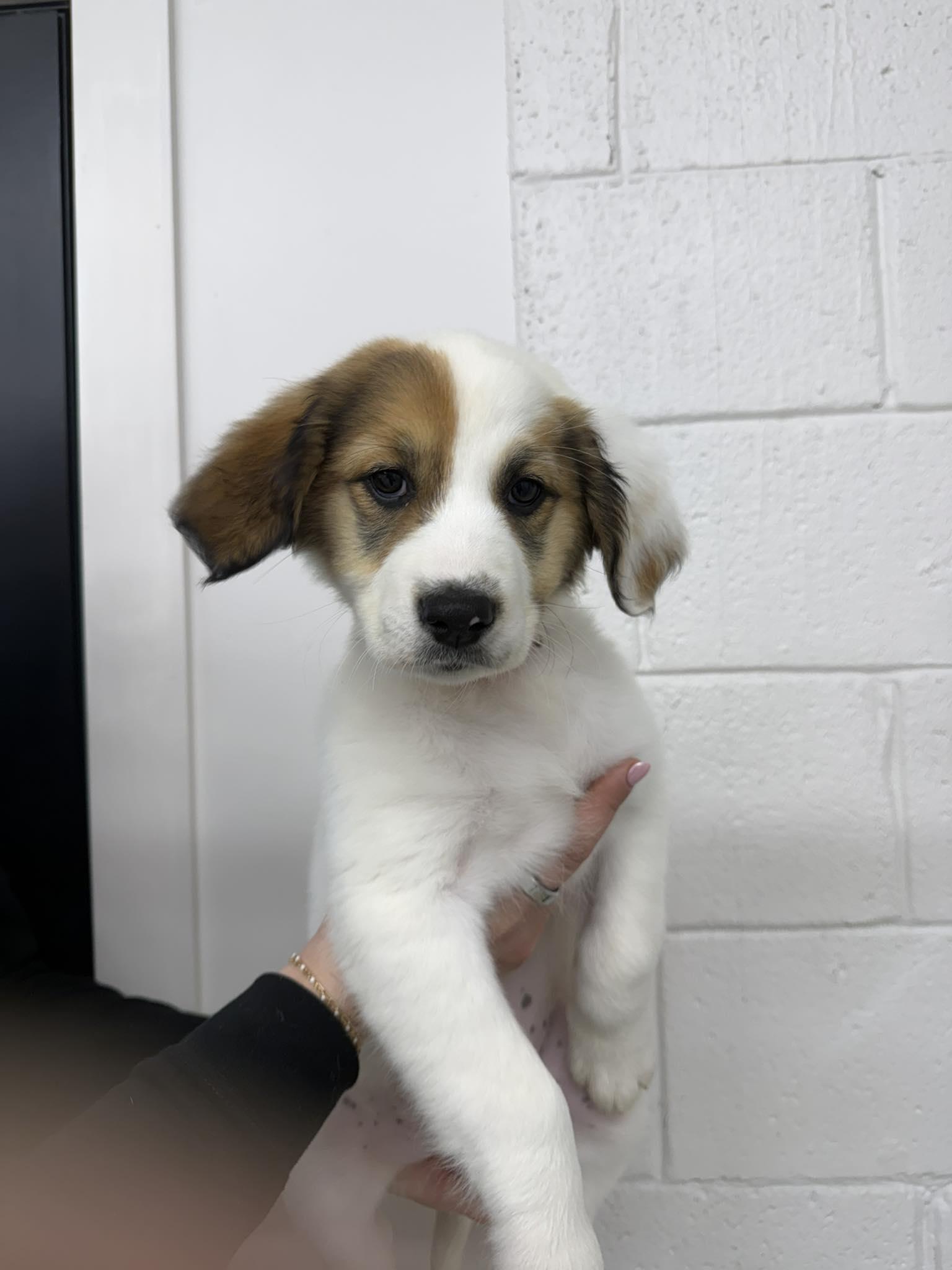 Enlarge Missy, a Adoptable mixed breed in Appleton, WI image 5/6