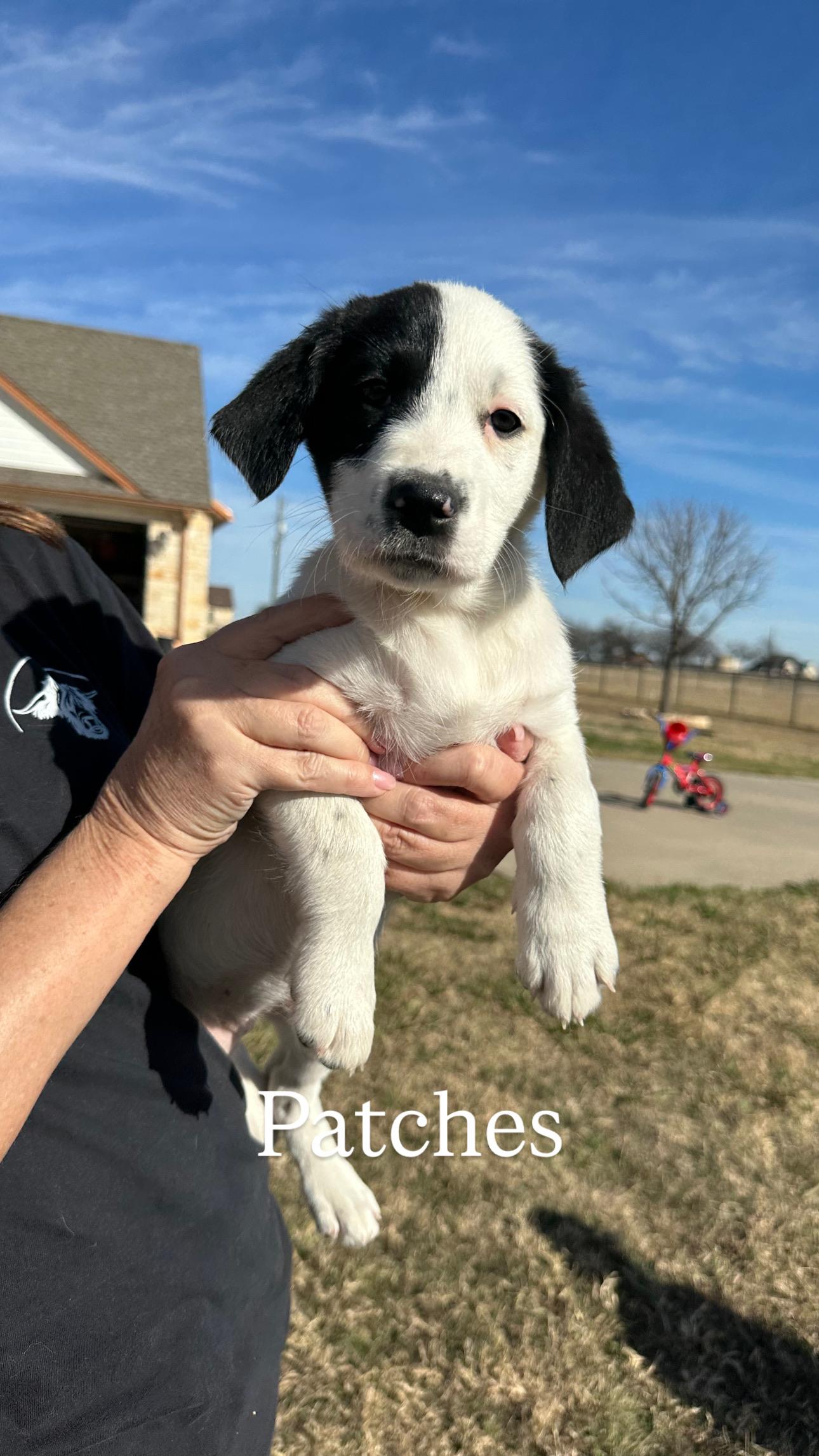 Enlarge Patches, a Adoptable mixed breed in Appleton, WI image 3/5