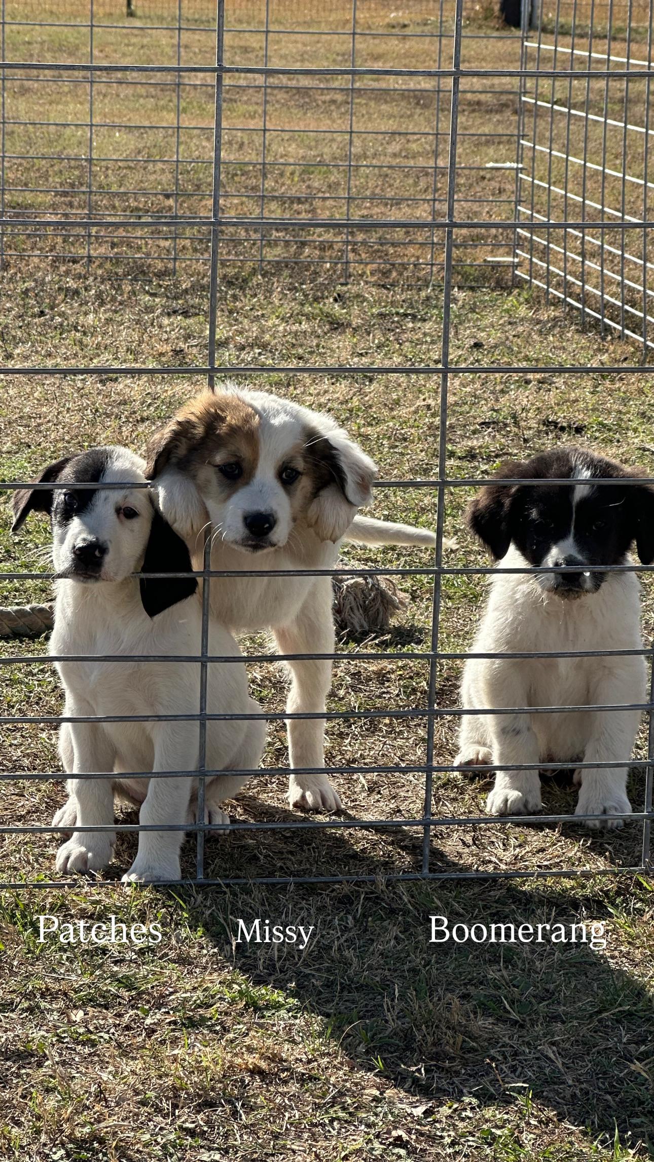 Enlarge Patches, a Adoptable mixed breed in Appleton, WI image 4/5